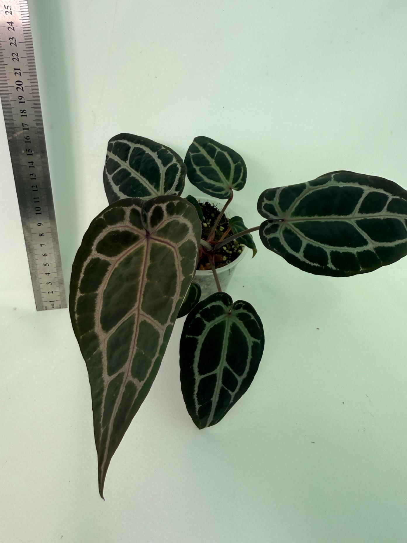 Anthurium Michelle 8