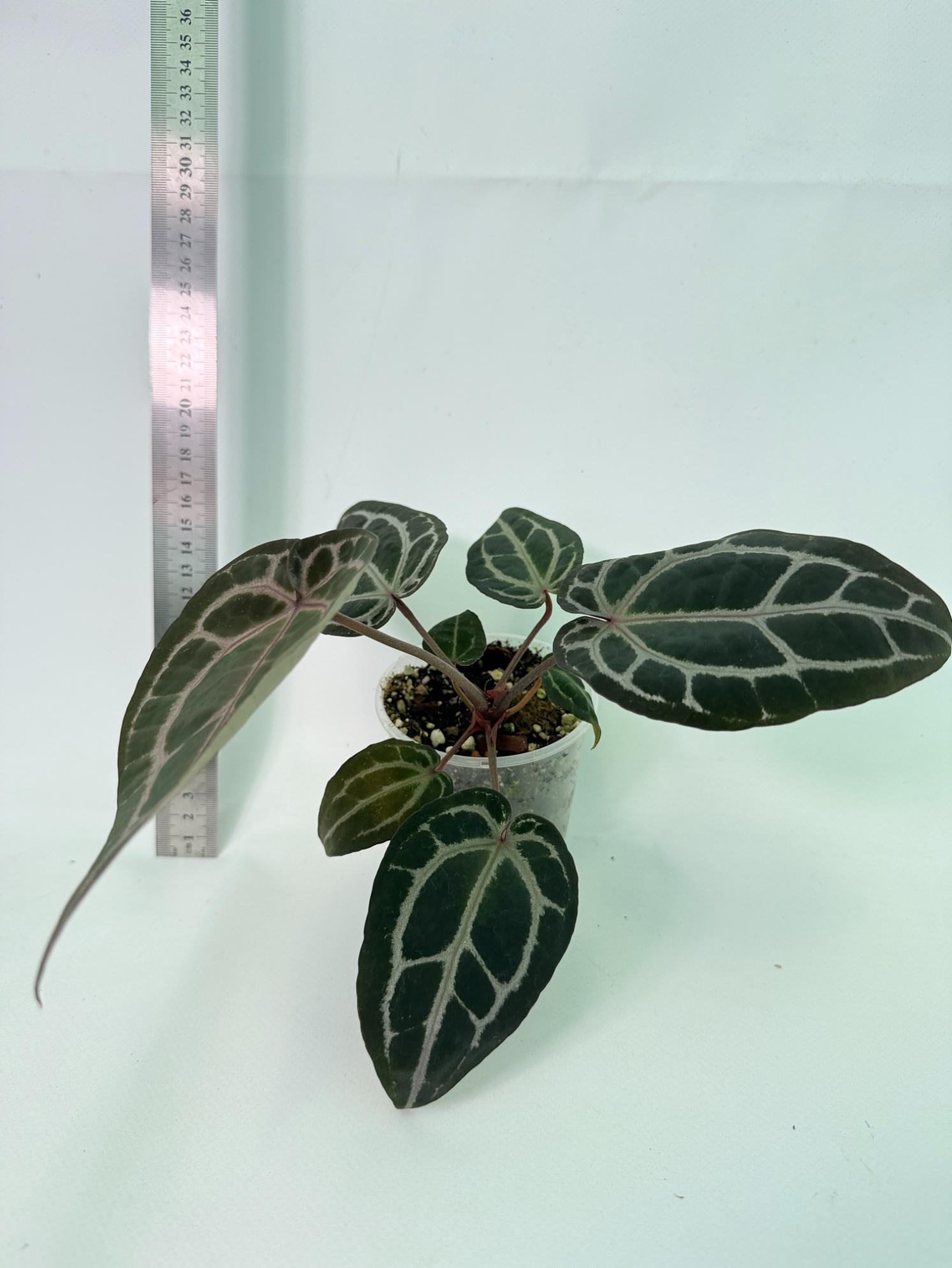 Anthurium Michelle 5