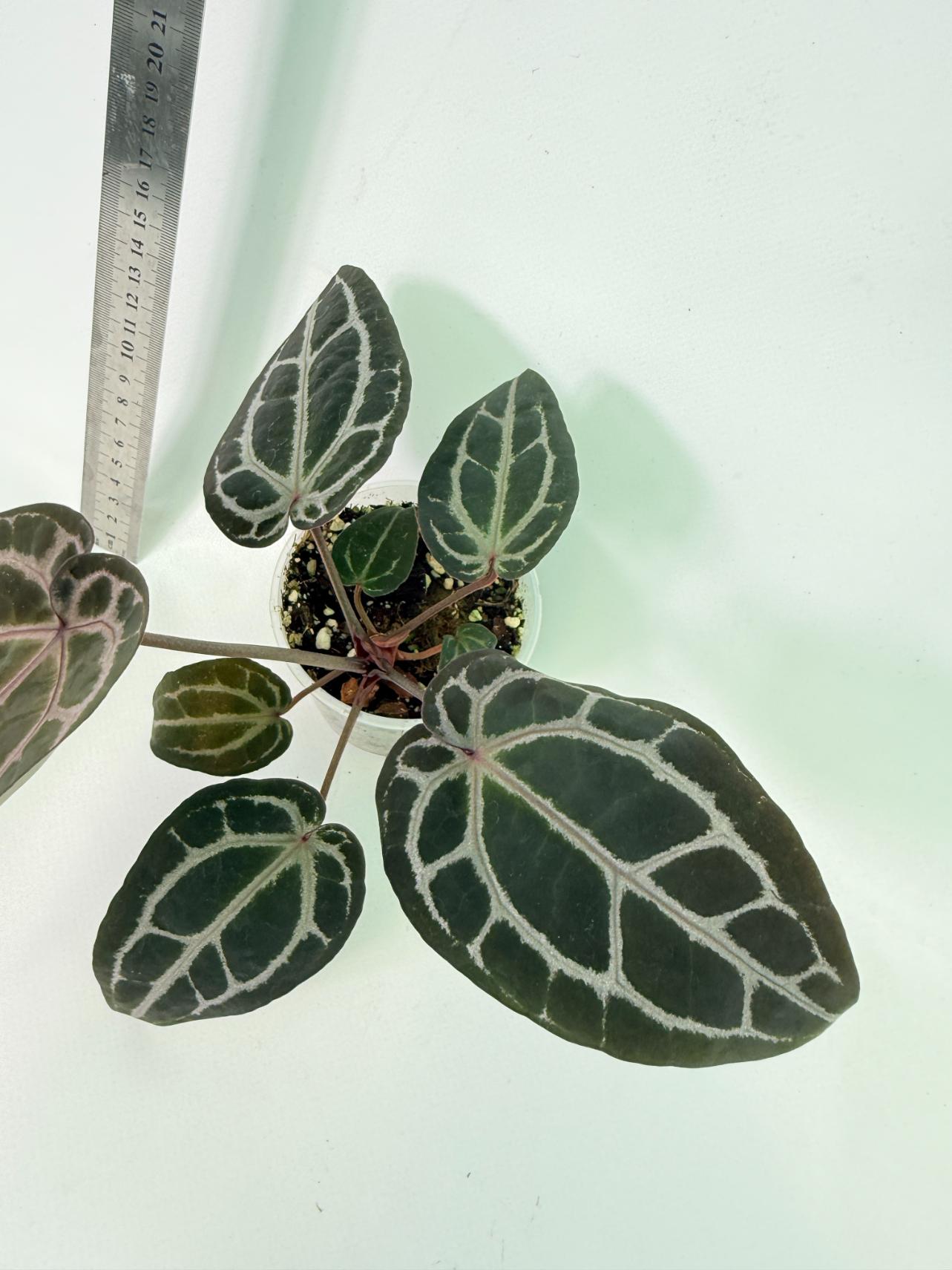Anthurium Michelle 6