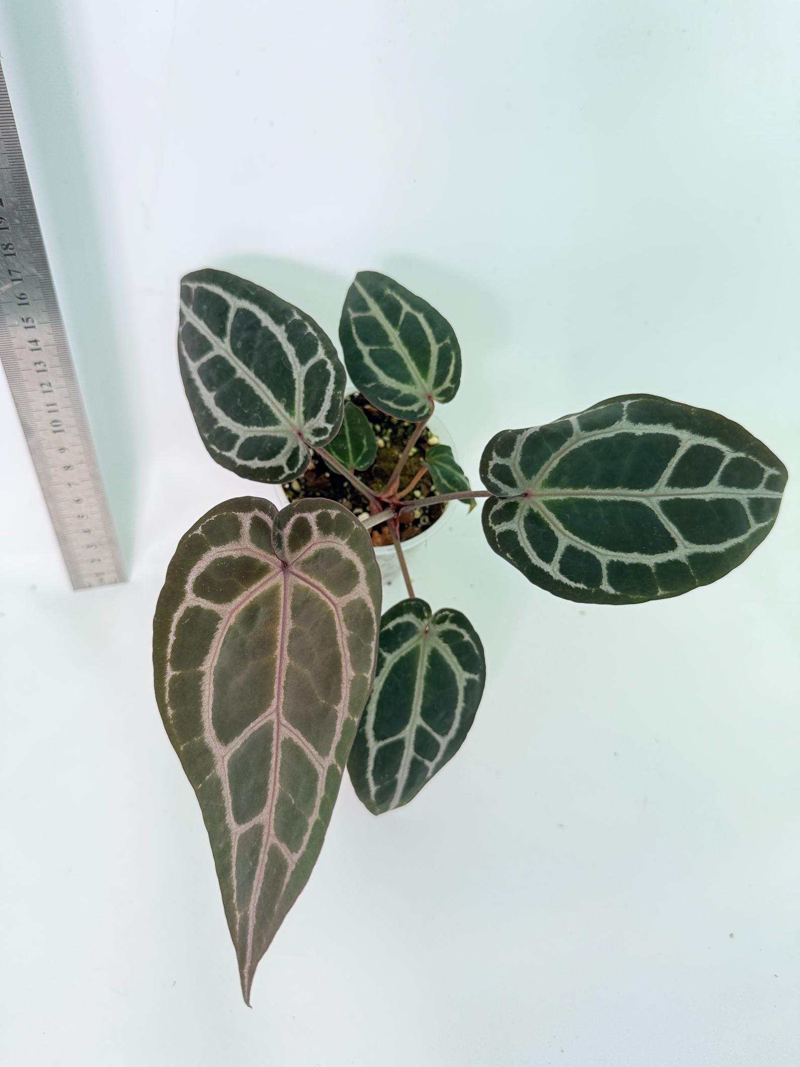 Anthurium Michelle 4