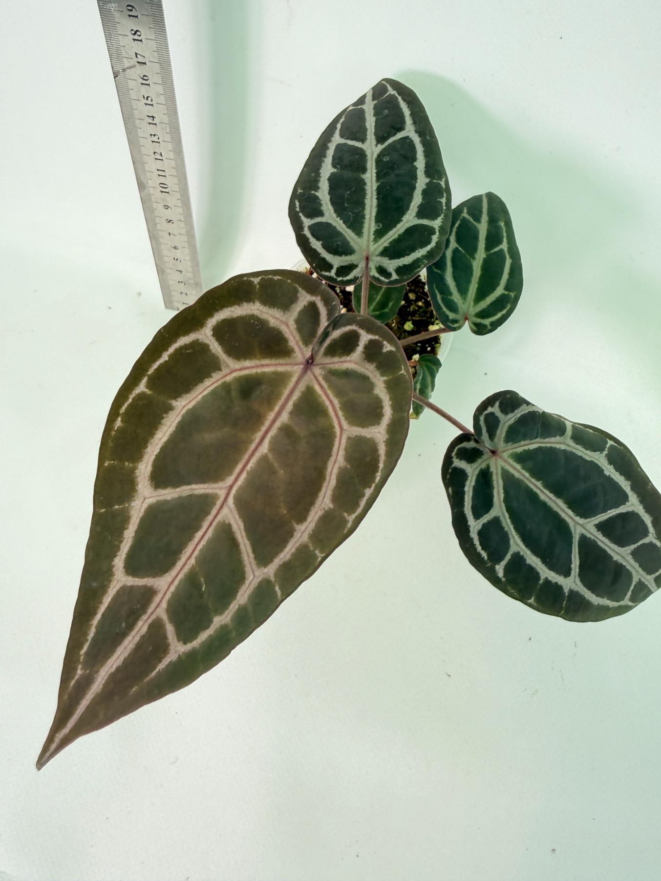 Anthurium Michelle 3