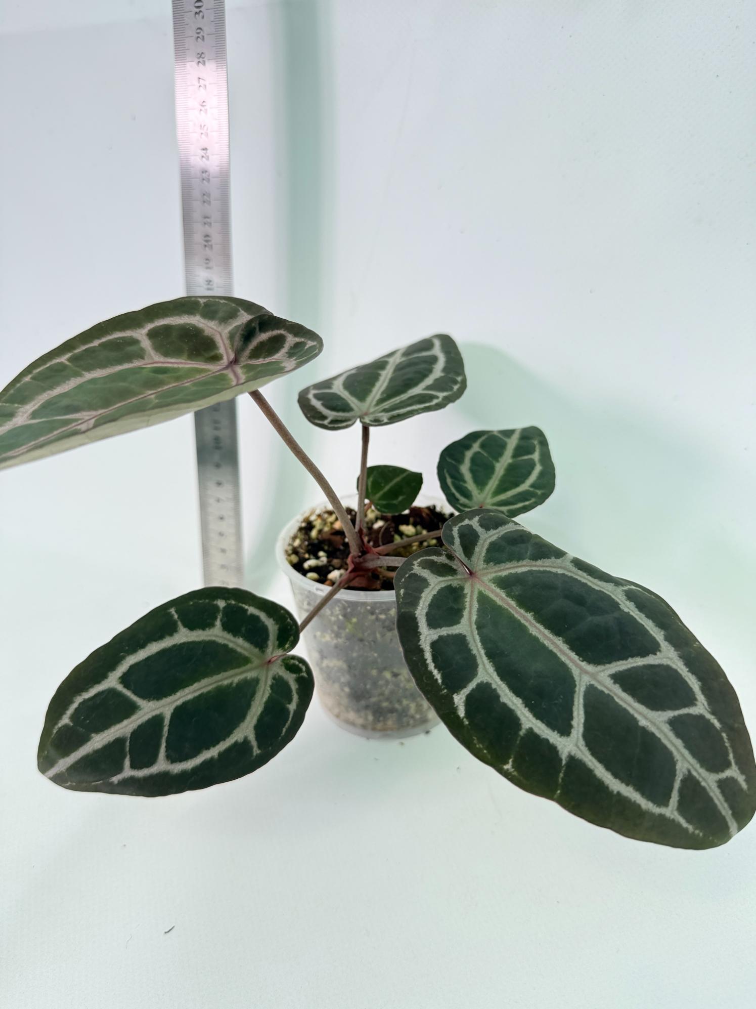 Anthurium Michelle 7