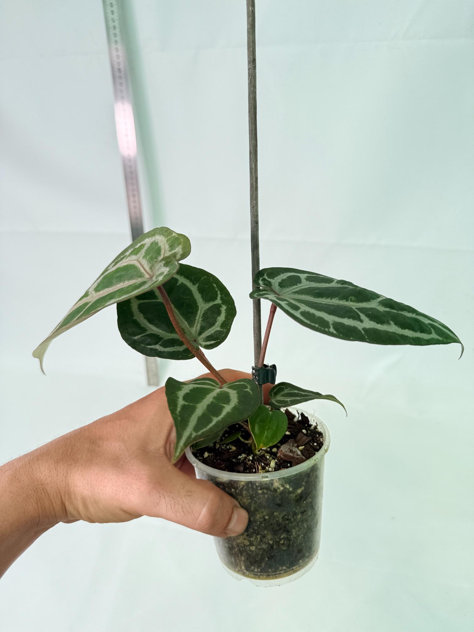 Anthurium Michelle 9
