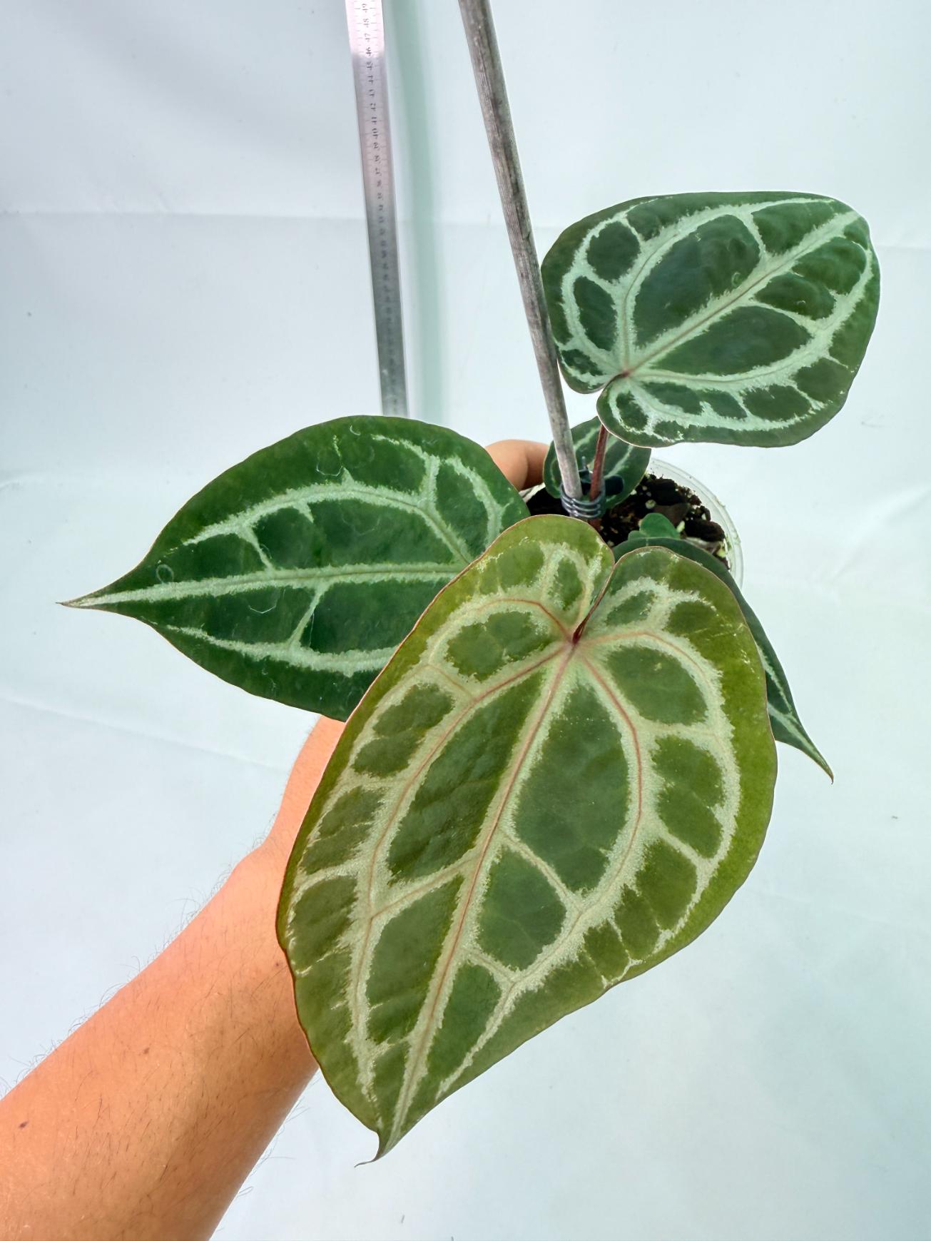 Anthurium Michelle 1