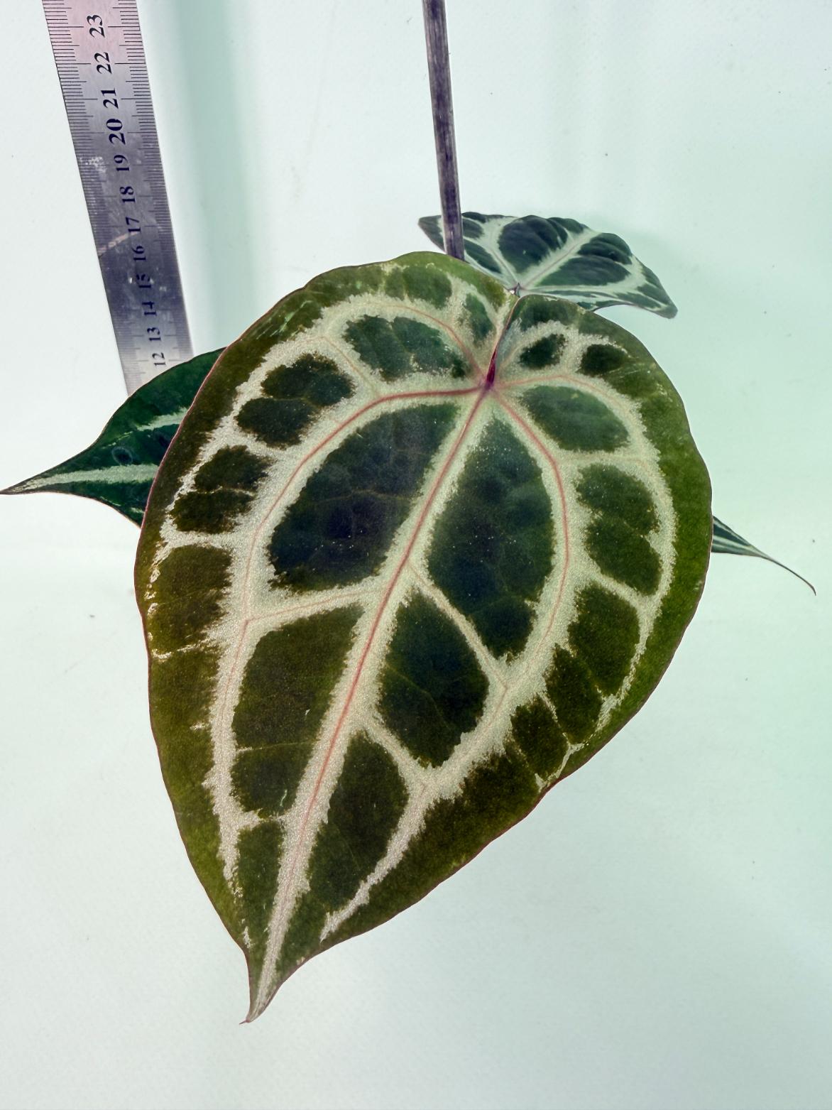 Anthurium Michelle 2