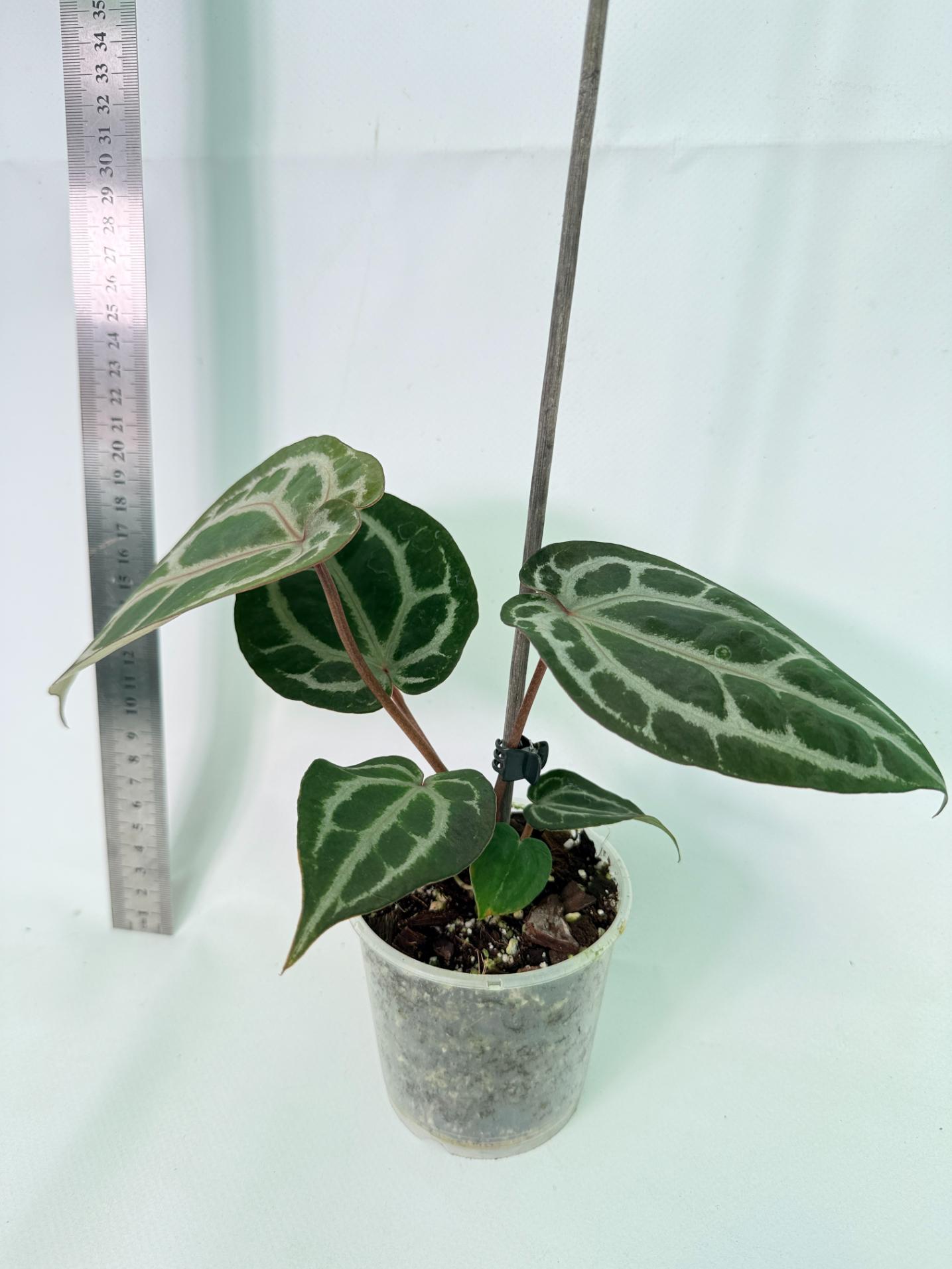 Anthurium Michelle 3