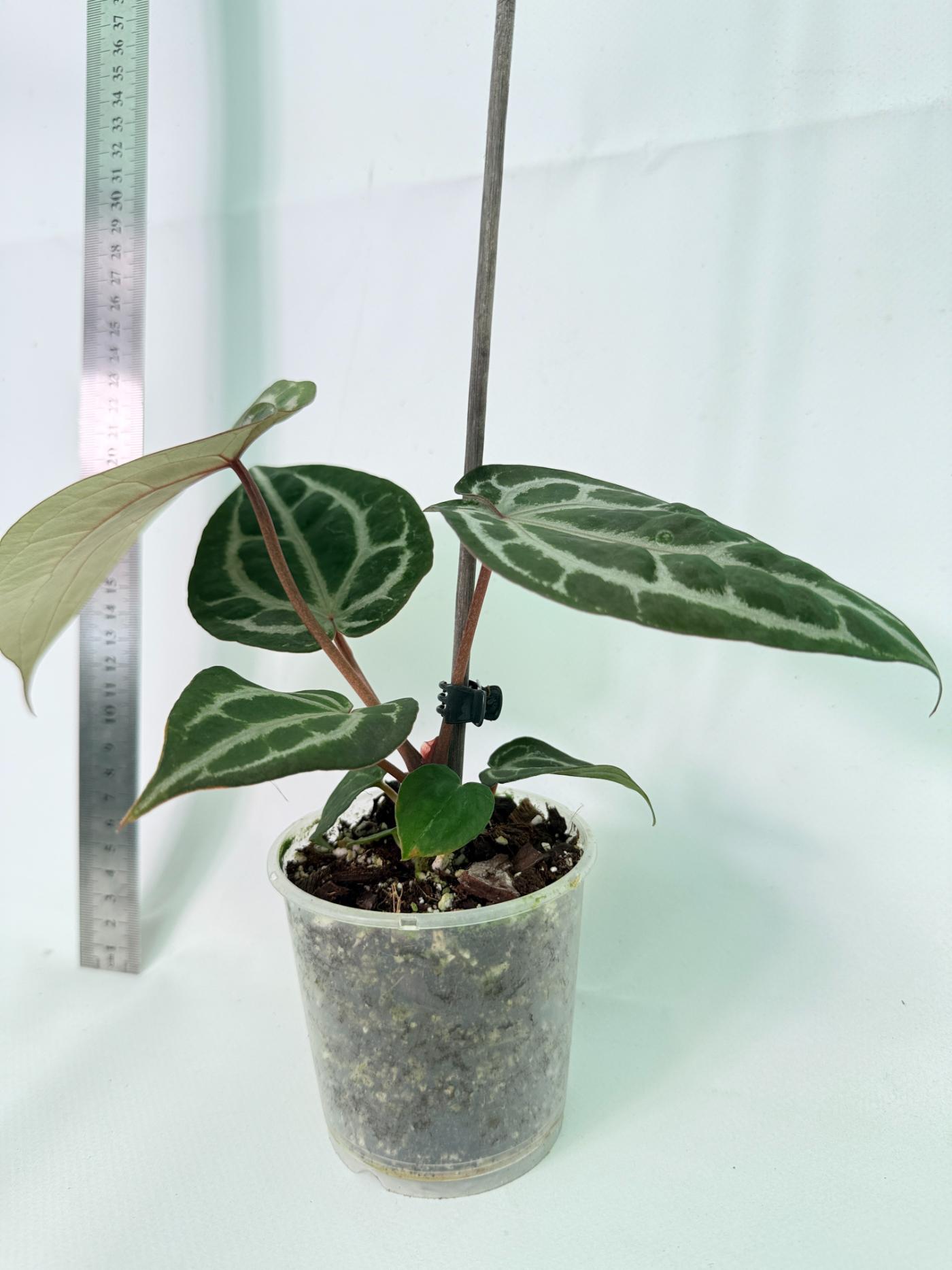 Anthurium Michelle 7