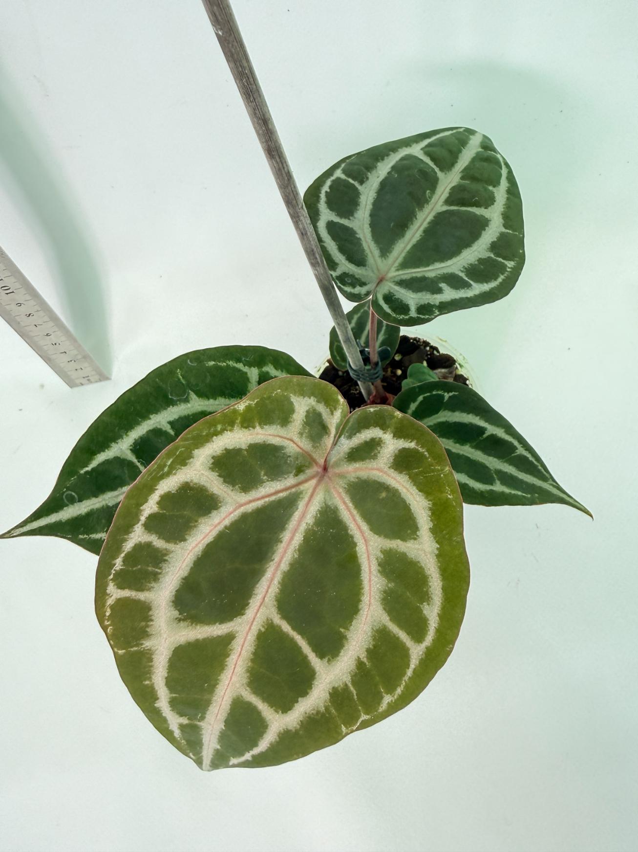 Anthurium Michelle 4