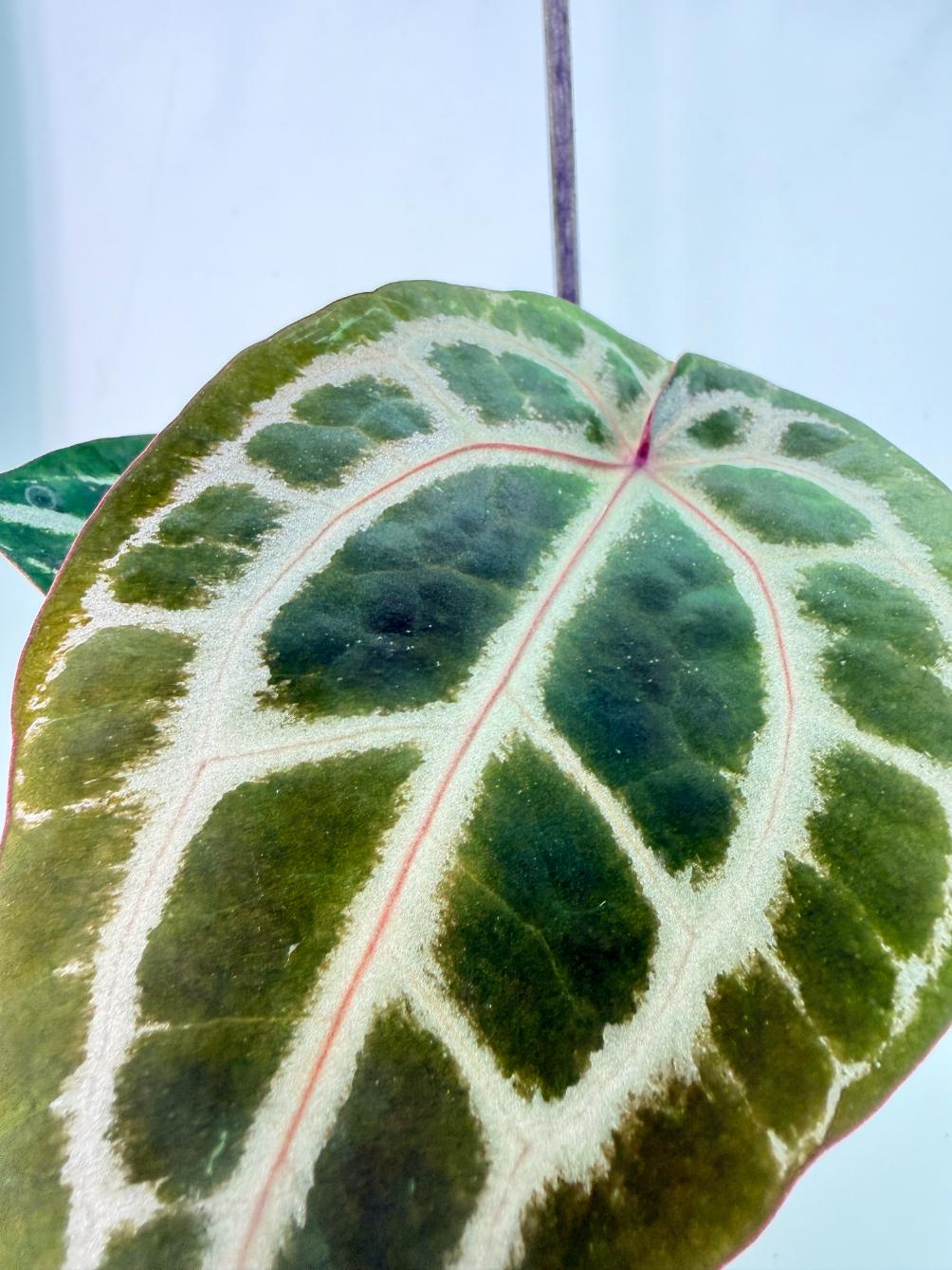 Anthurium Michelle 6