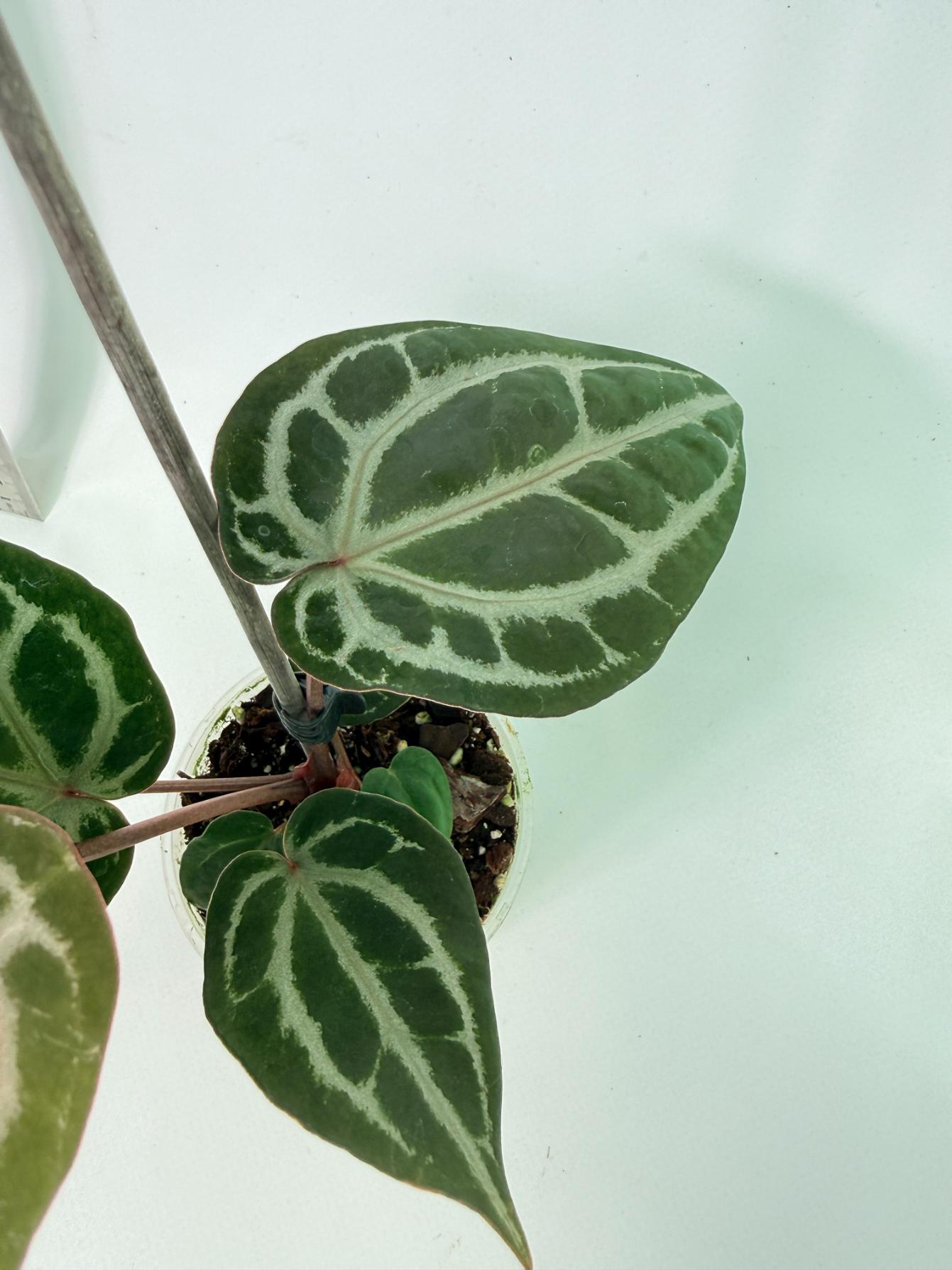 Anthurium Michelle 5