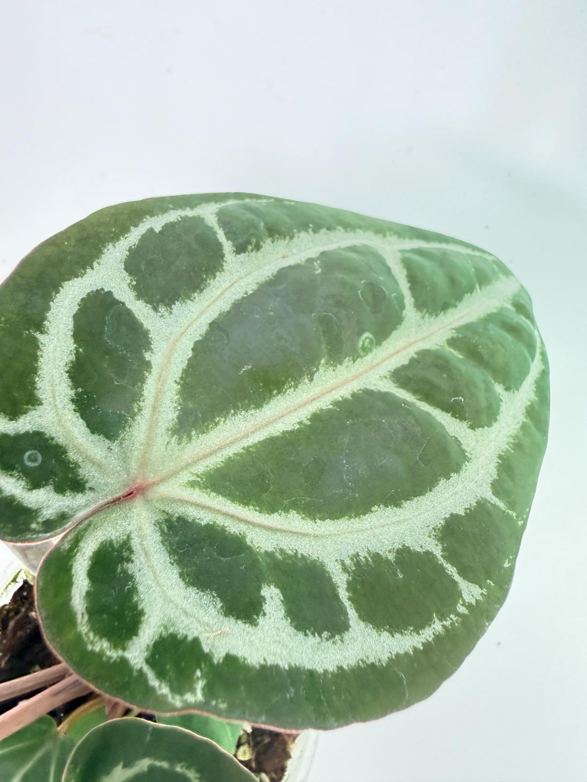 Anthurium Michelle 8