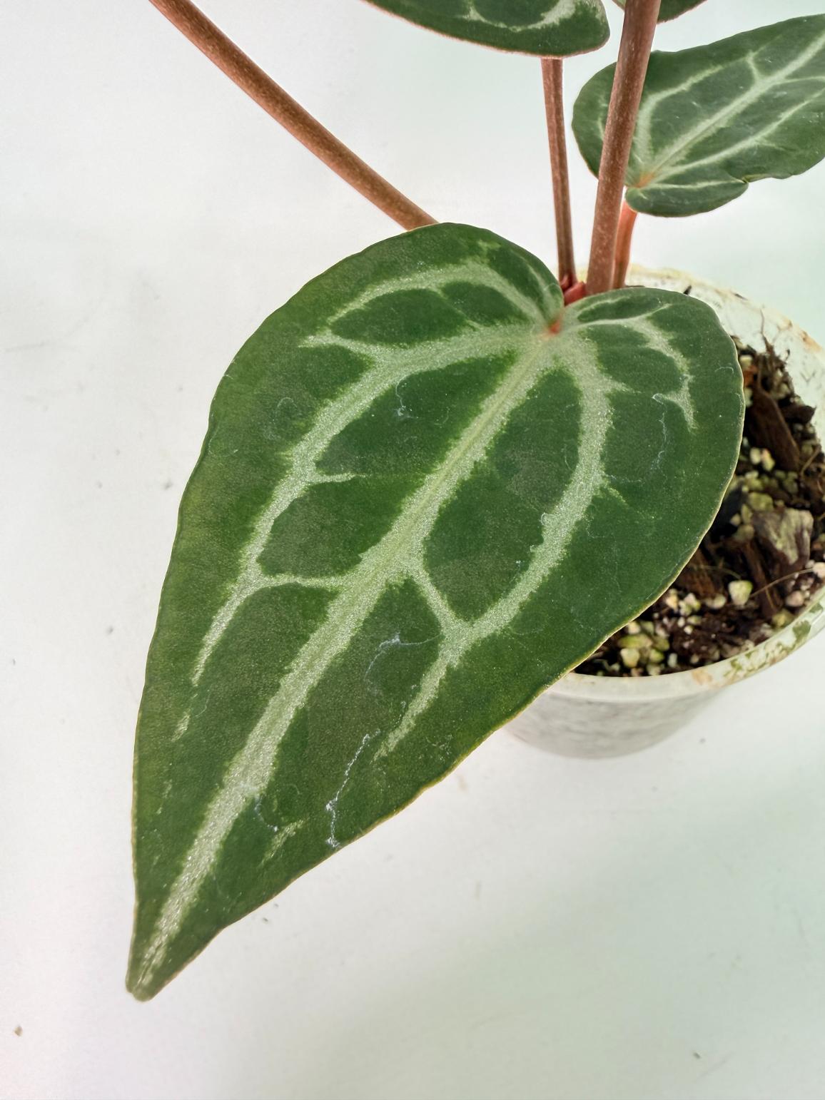 P*-様 Anthurium Michelle Anthurium Michelle | Welovetropicalplants