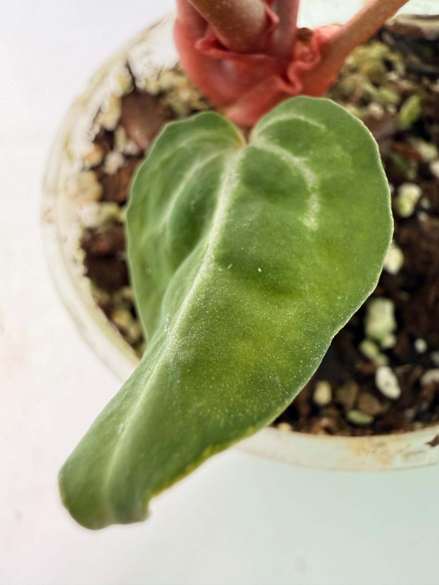 Anthurium Michelle 10