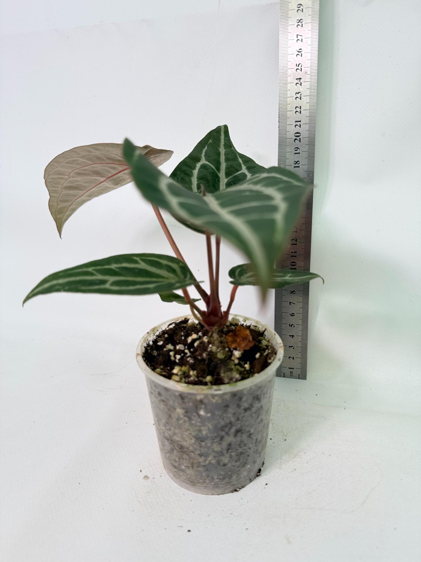 Anthurium Michelle 01