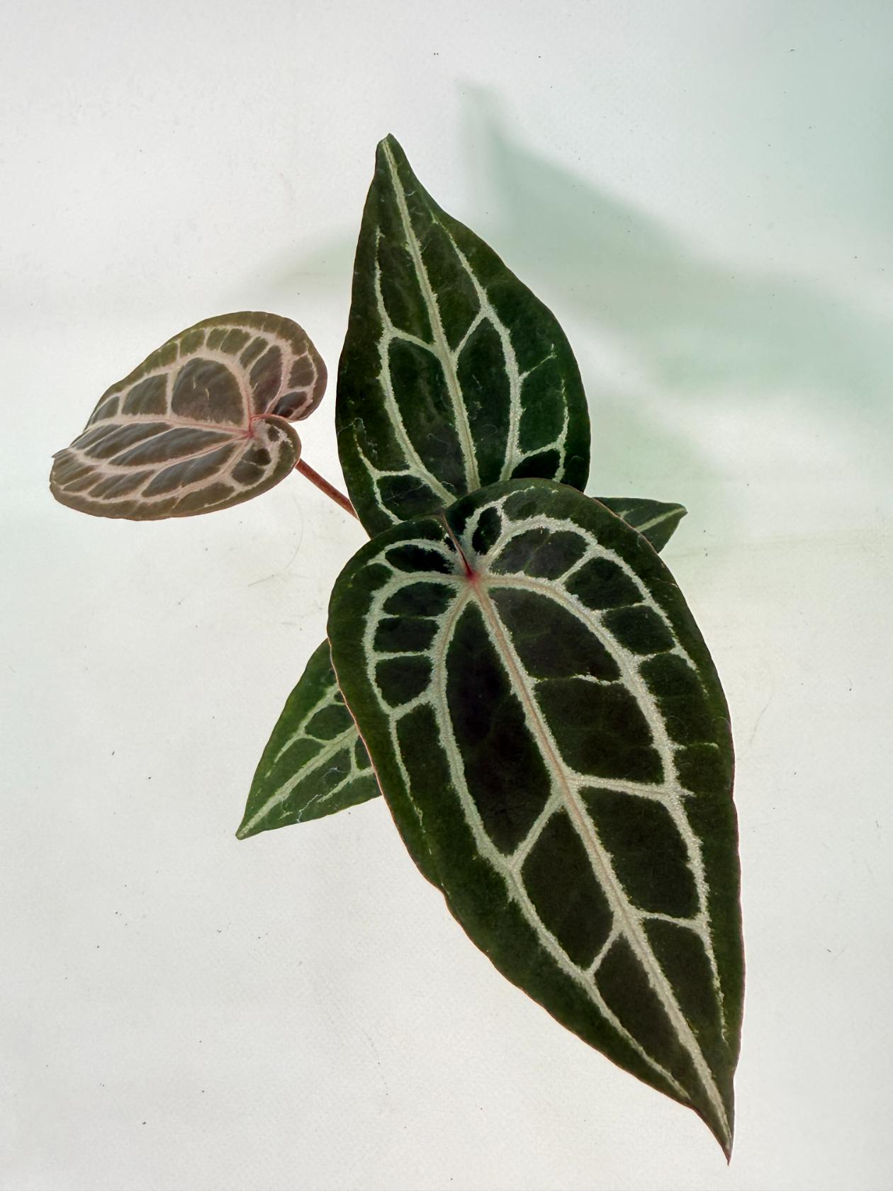 Anthurium Michelle | Welovetropicalplants