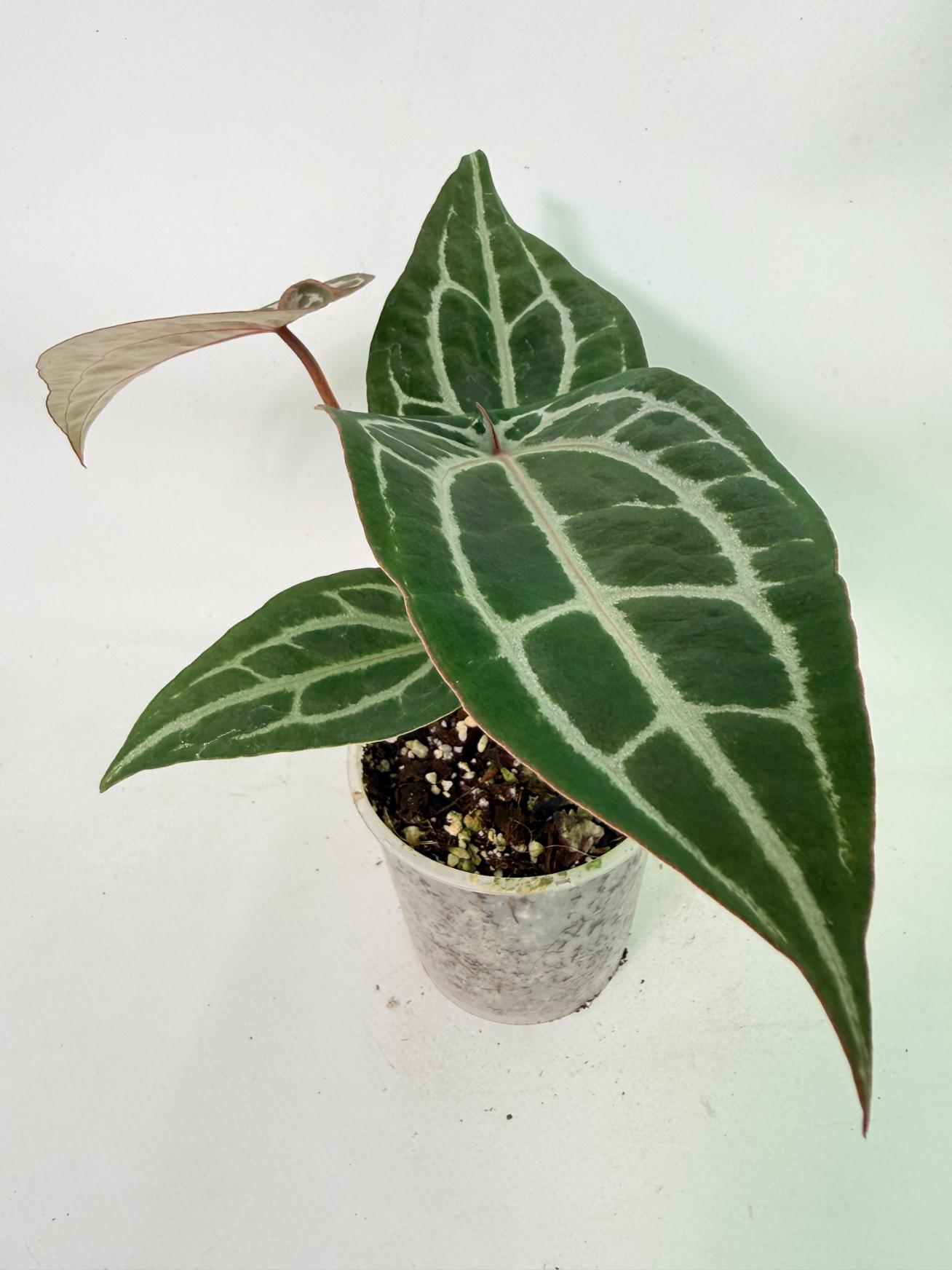 Anthurium Michelle 03