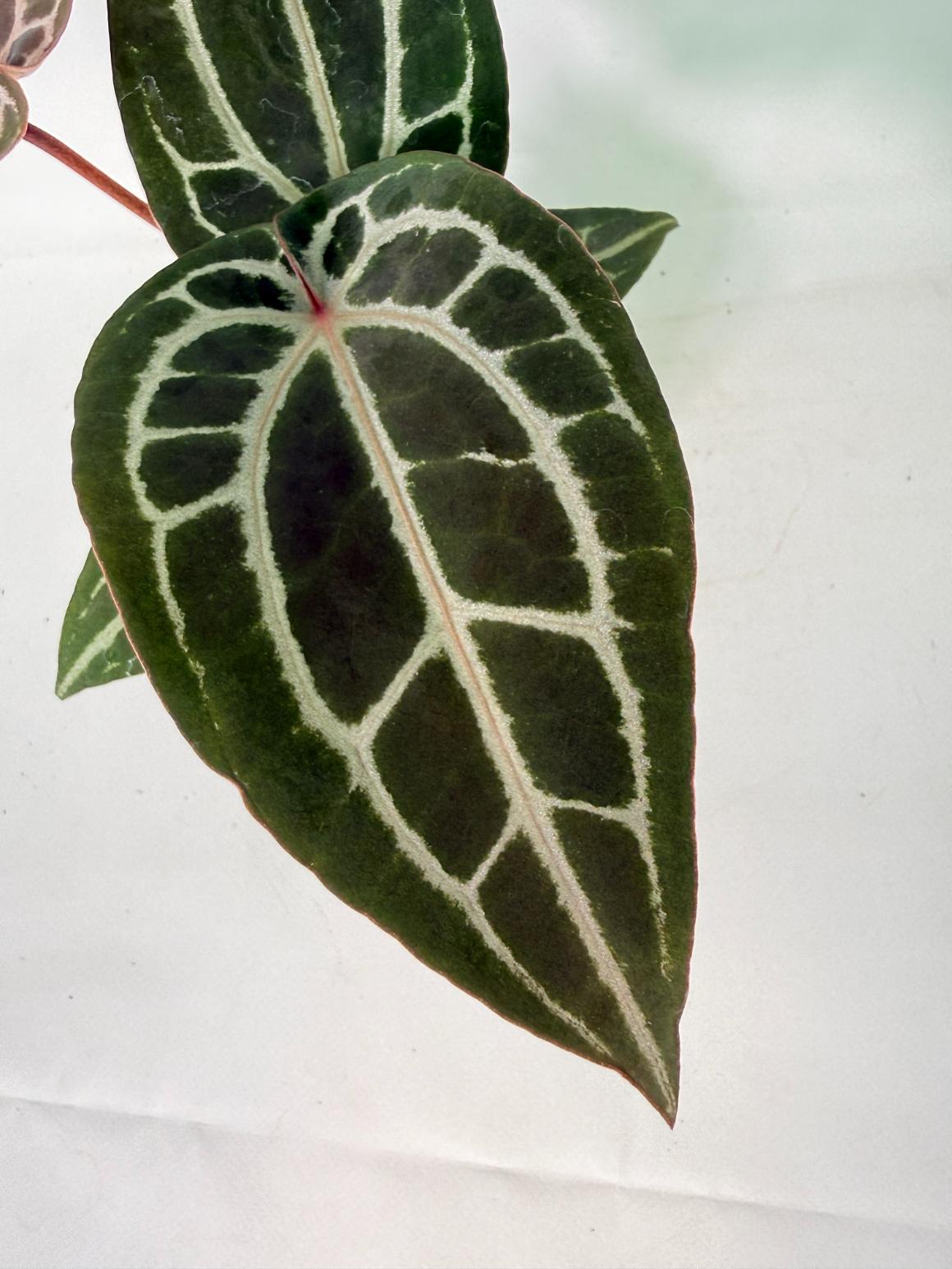 Anthurium Michelle 04