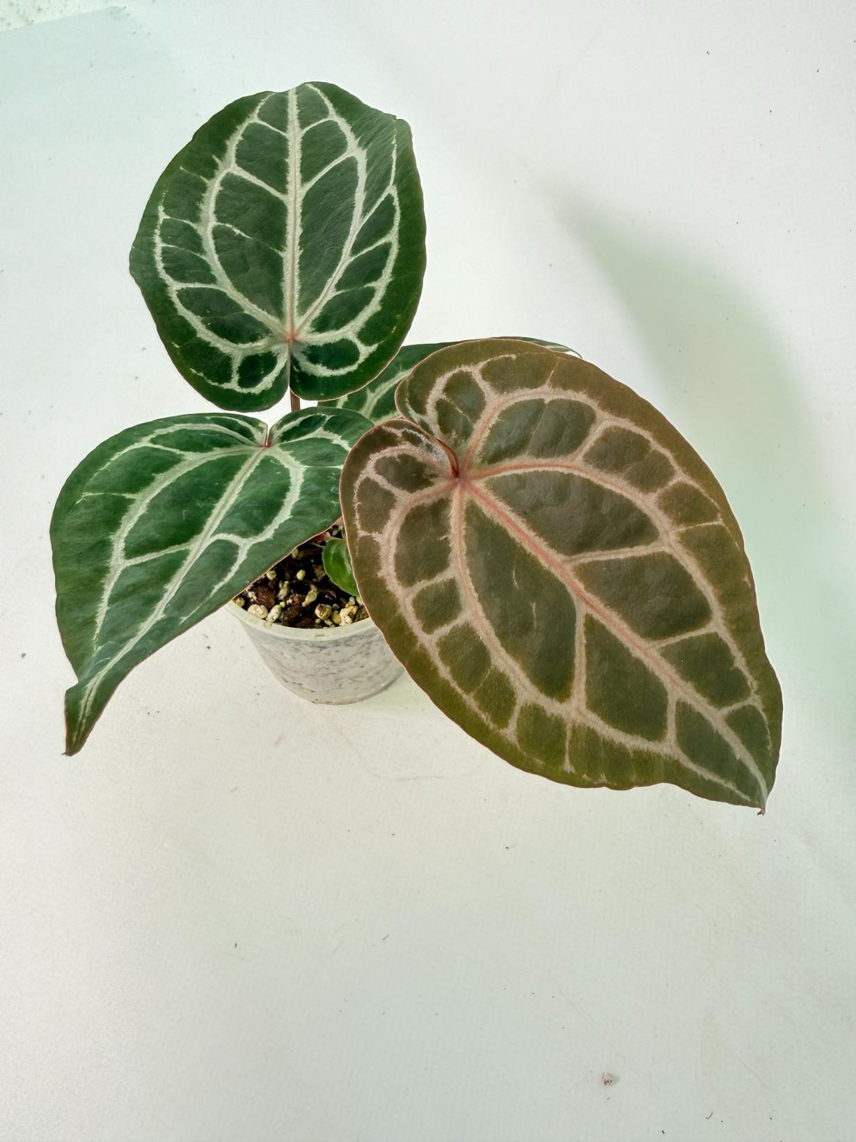 Anthurium Michelle 05