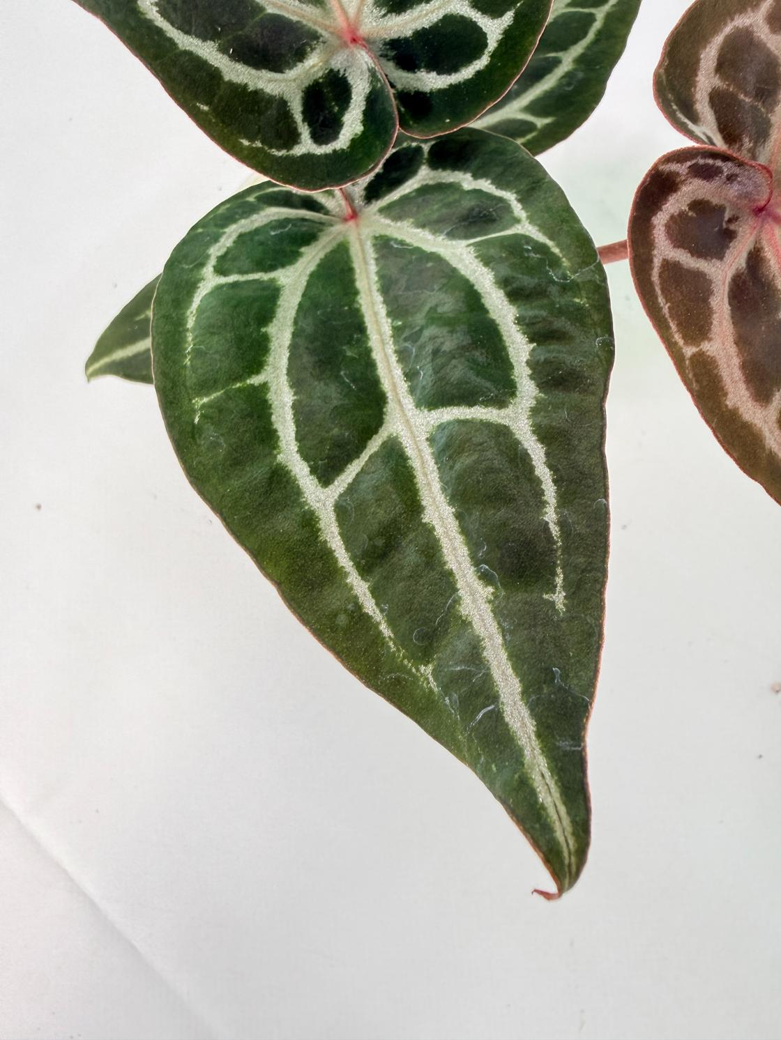 Anthurium Michelle 06