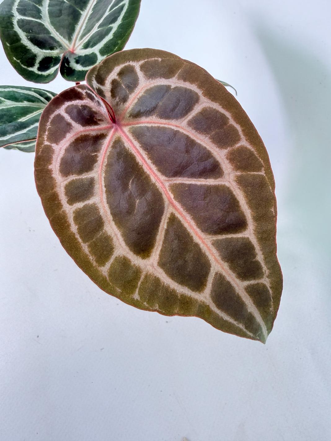 Anthurium Michelle 07