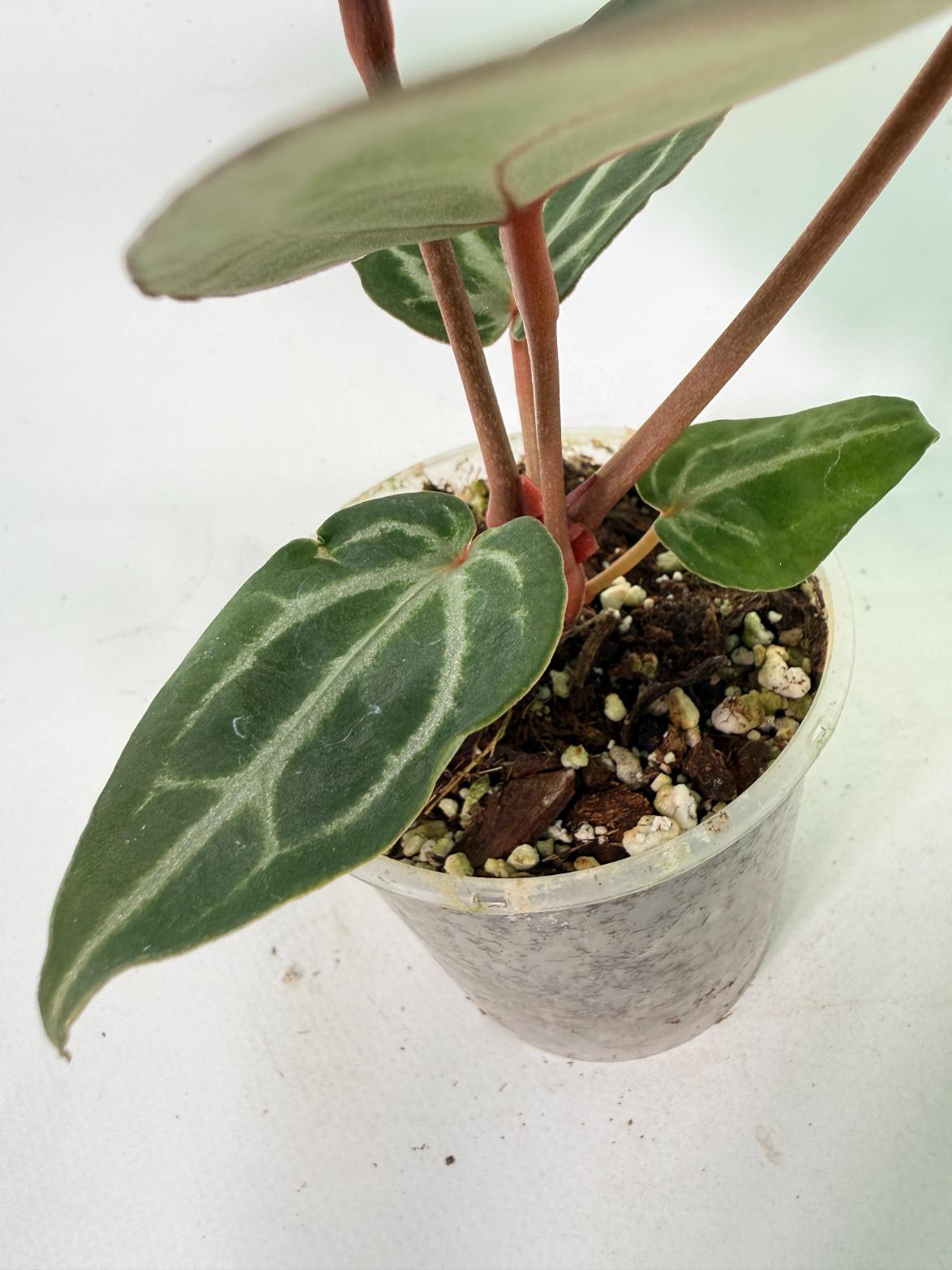 Anthurium Michelle | Welovetropicalplants