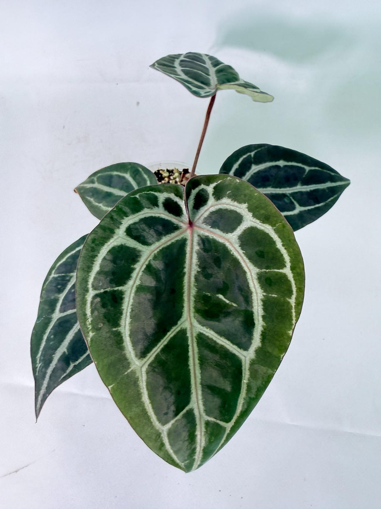 Anthurium Michelle 09