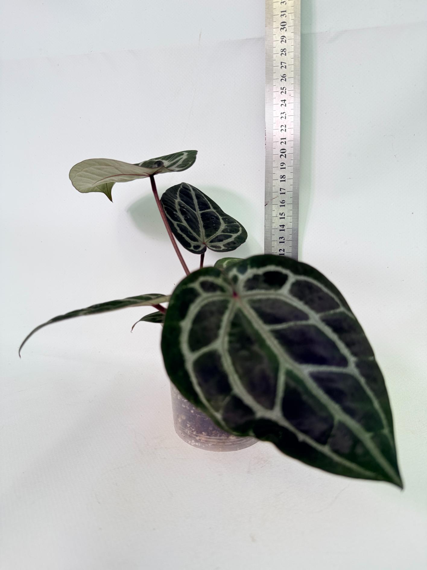 Anthurium Michelle 02