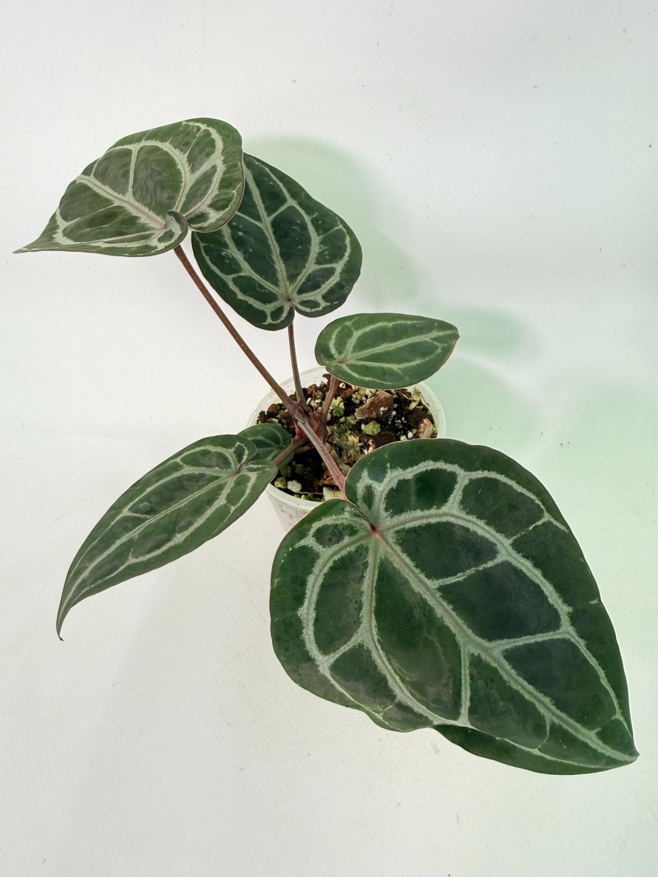 Anthurium Michelle 01