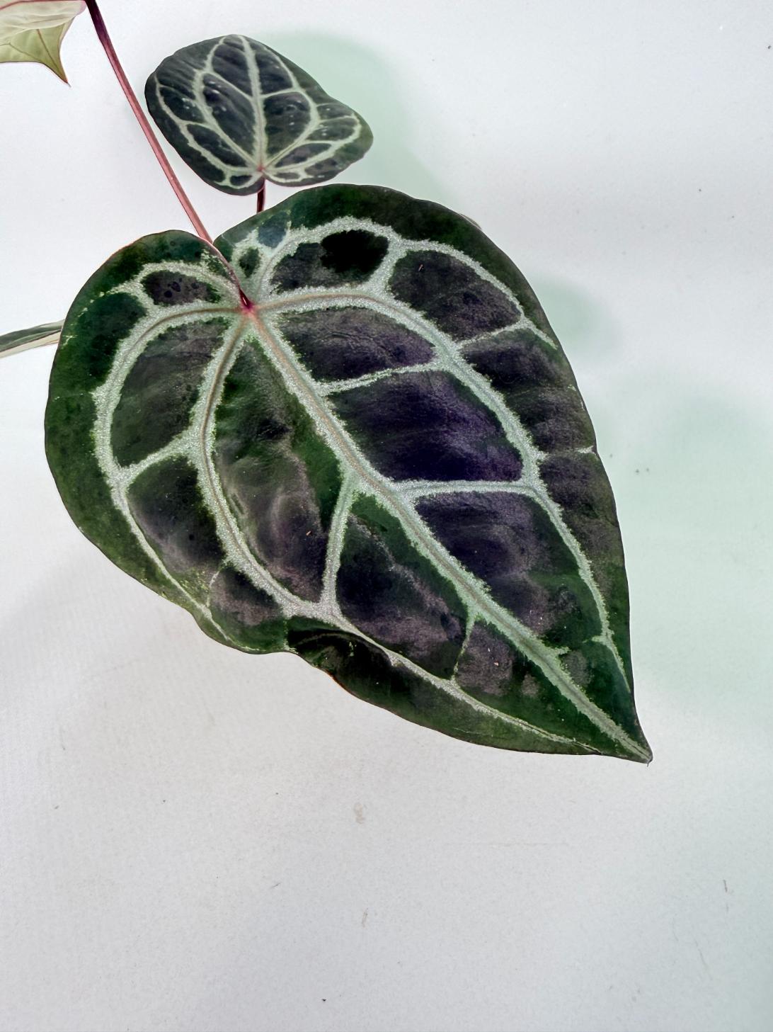Anthurium Michelle 03