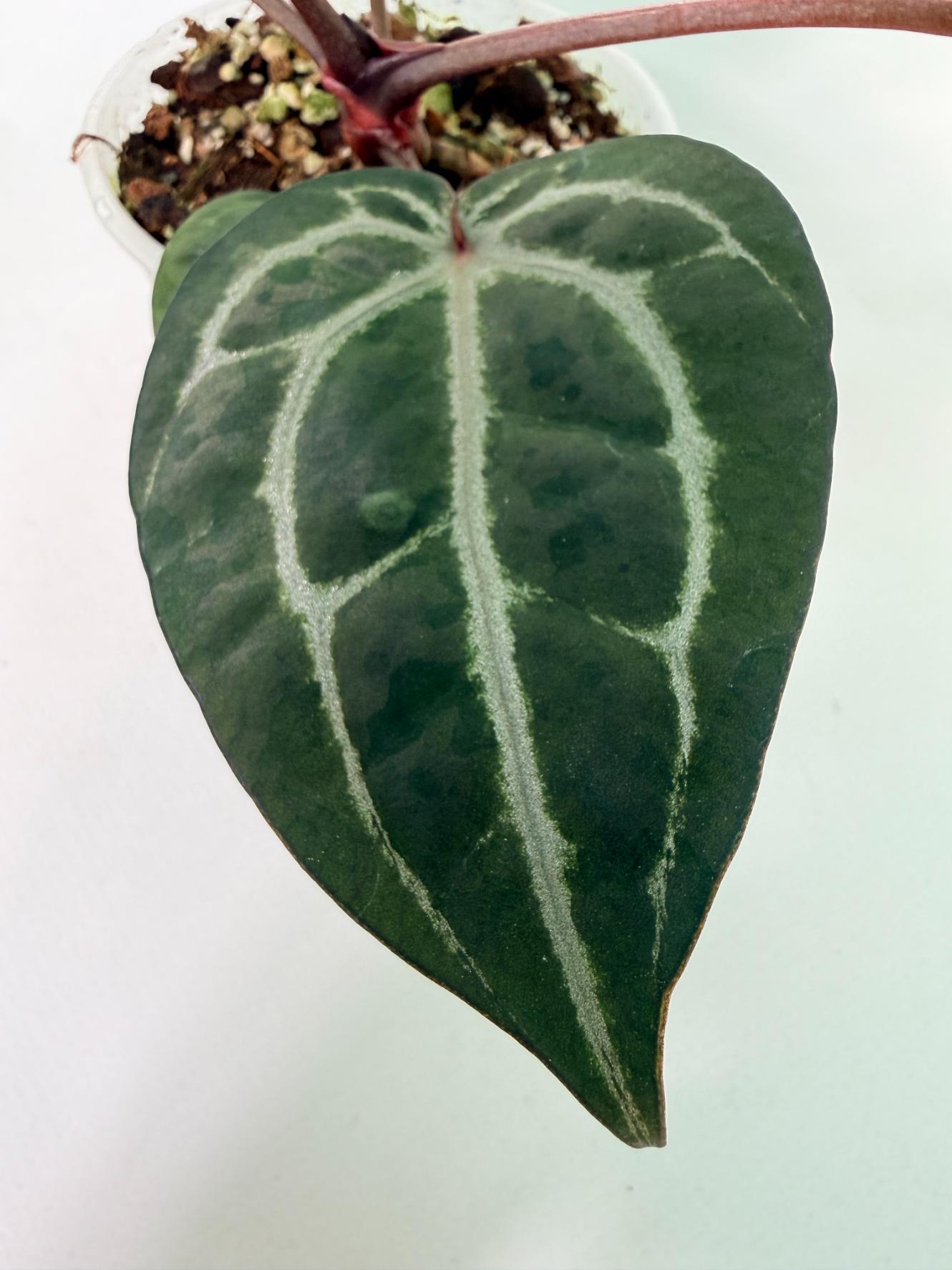 Anthurium Michelle 04