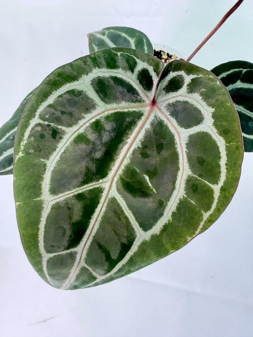 Anthurium Michelle 05