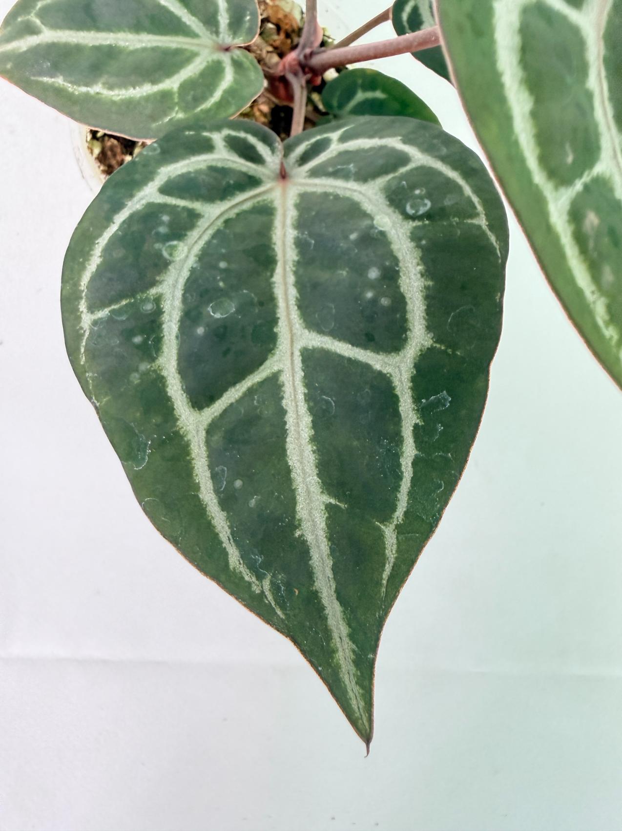 Anthurium Michelle 06