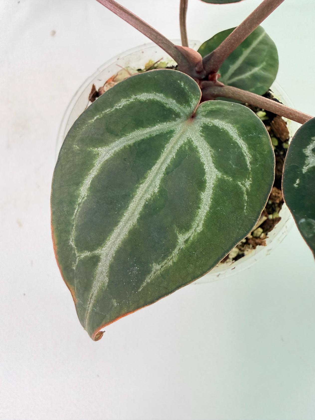 Anthurium Michelle 07