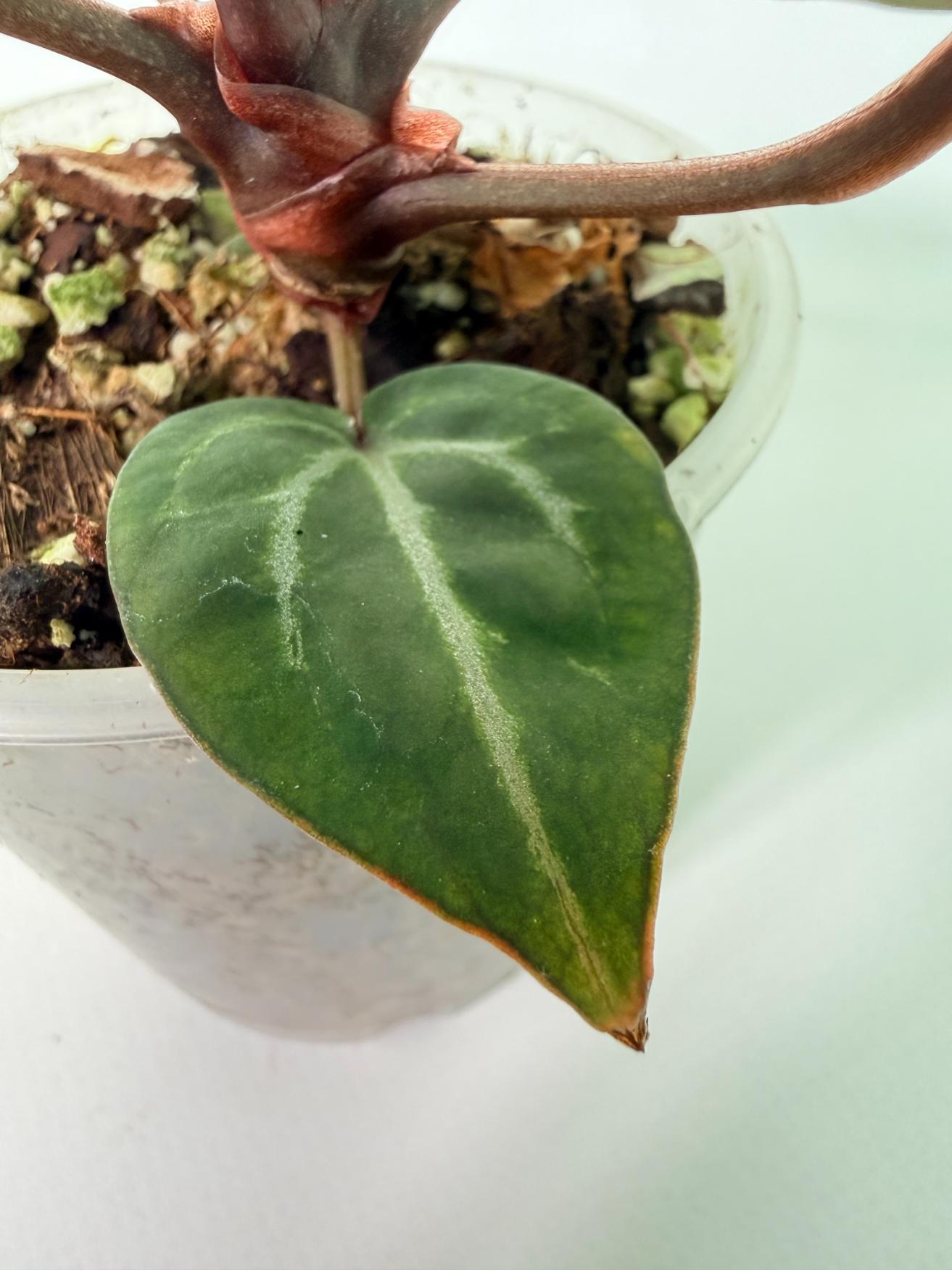 Anthurium Michelle 08