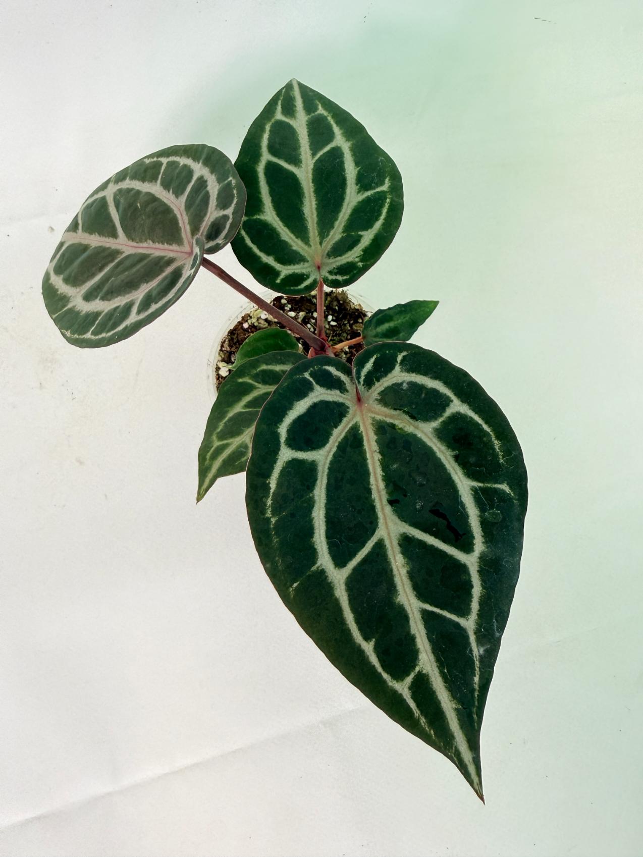 Anthurium Michelle 09