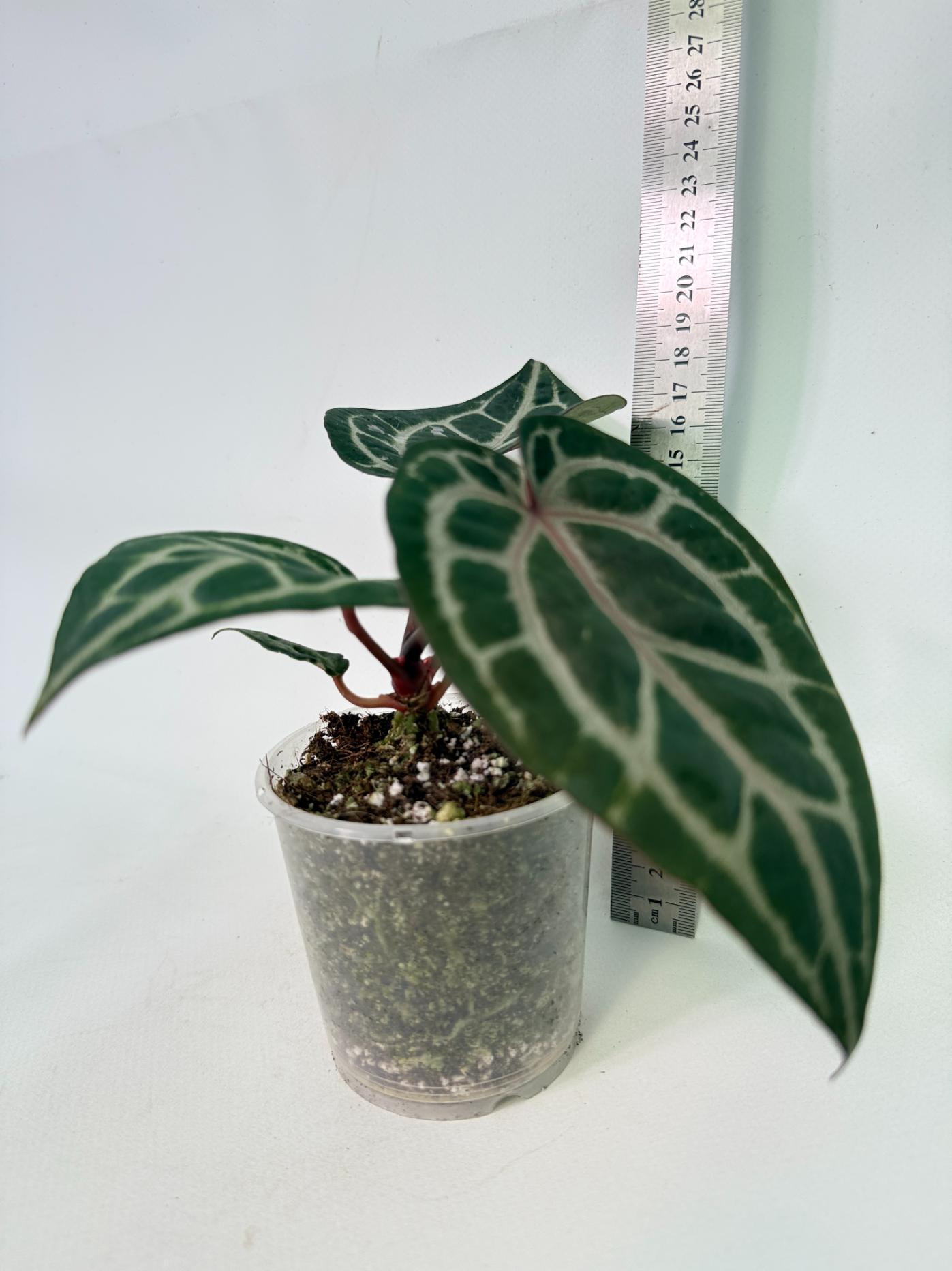 Anthurium Michelle 02