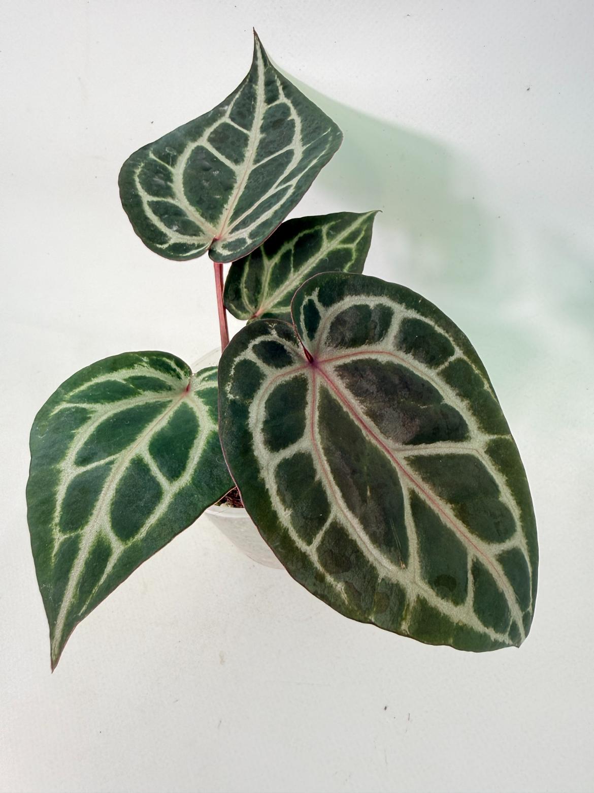 Anthurium Michelle 01
