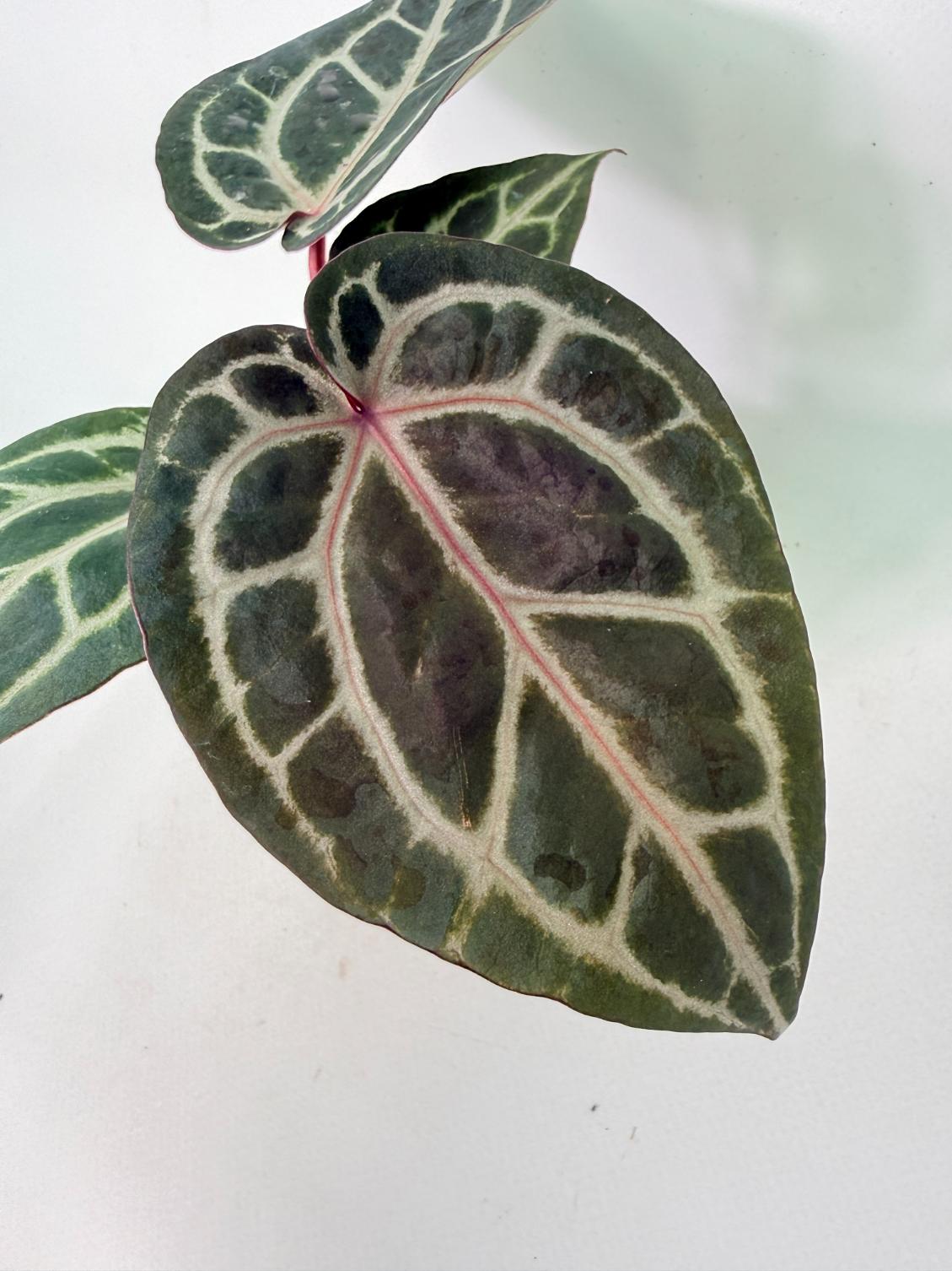 Anthurium Michelle 03