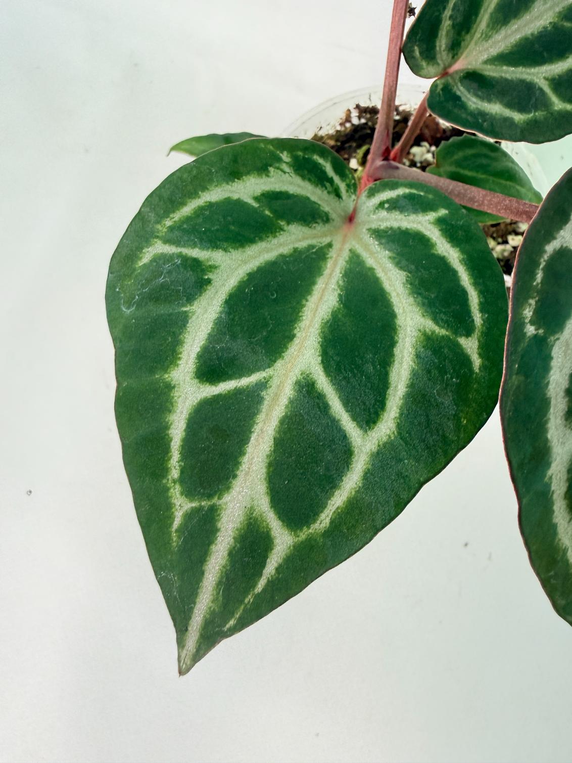 Anthurium Michelle 04