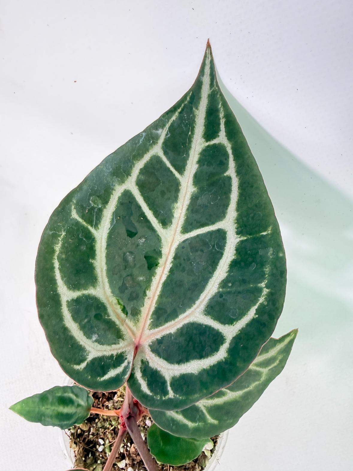 Anthurium Michelle 05