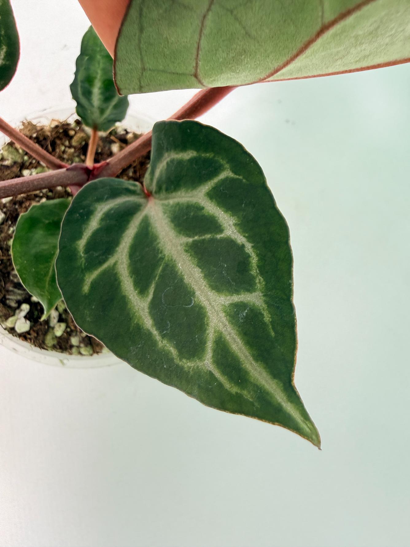Anthurium Michelle 06