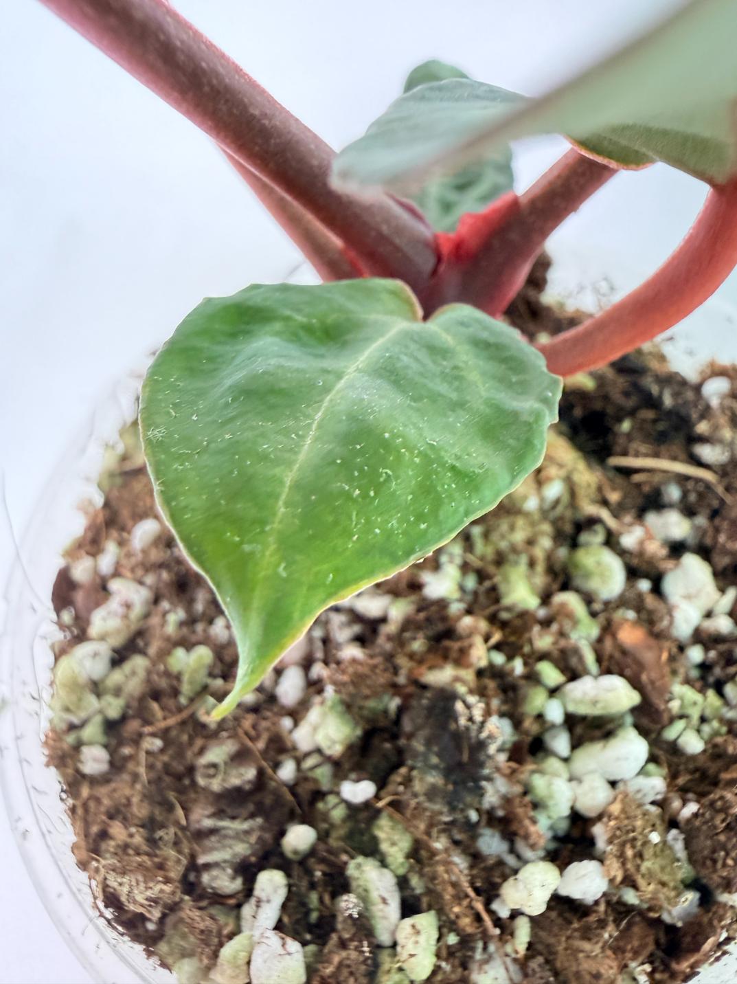 Anthurium Michelle 07