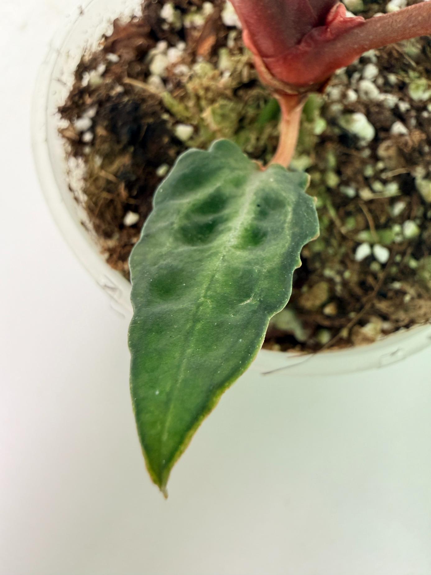 Anthurium Michelle 08