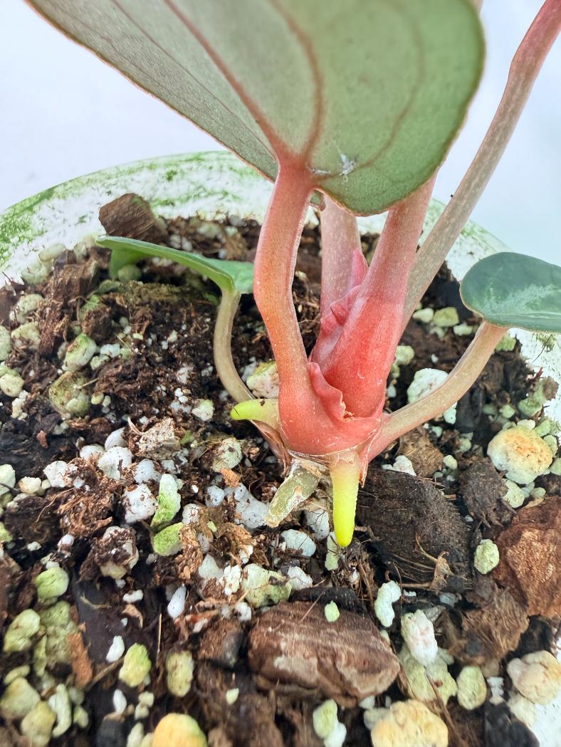 Anthurium Michelle 09