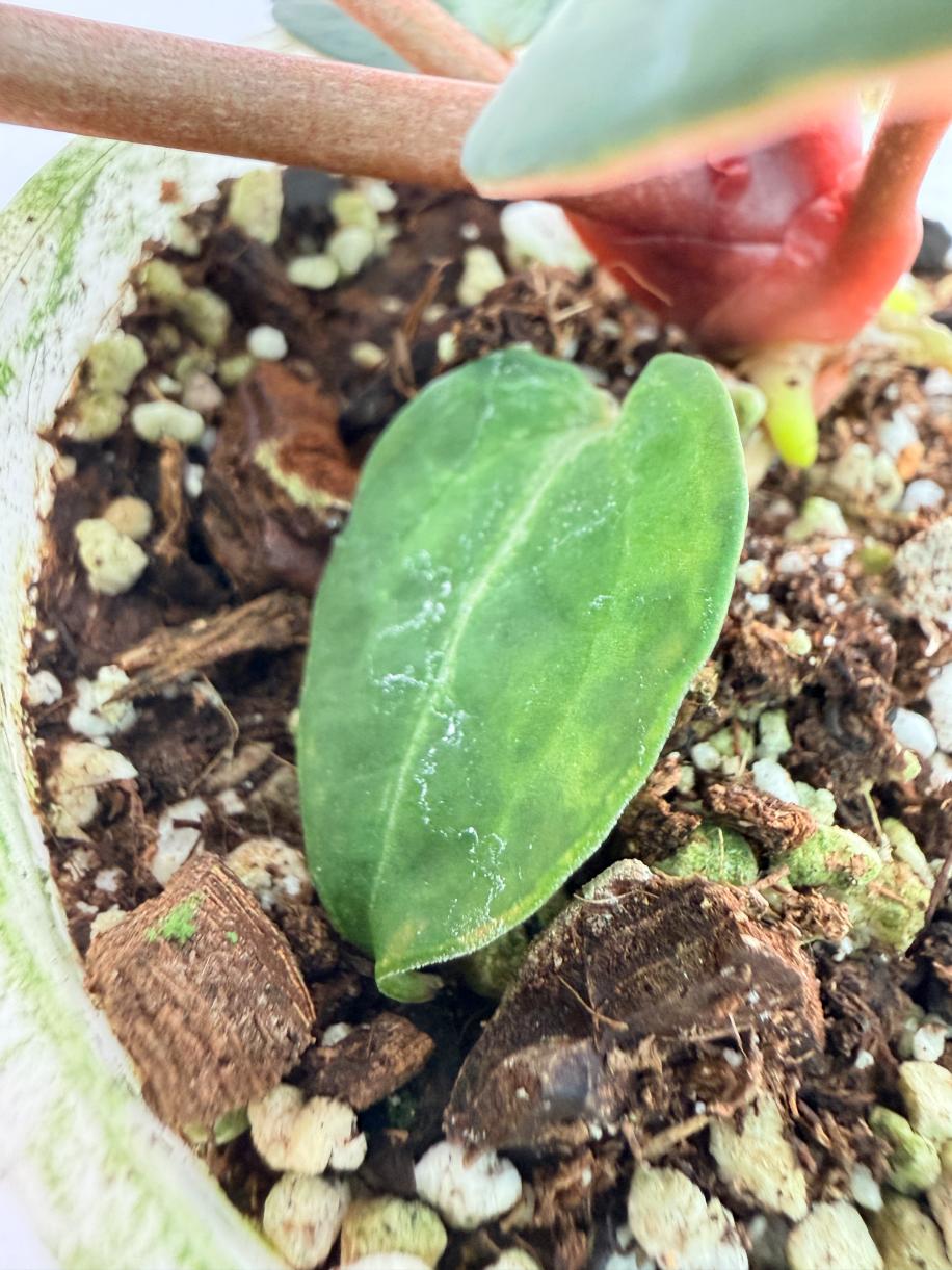 Anthurium Michelle 10