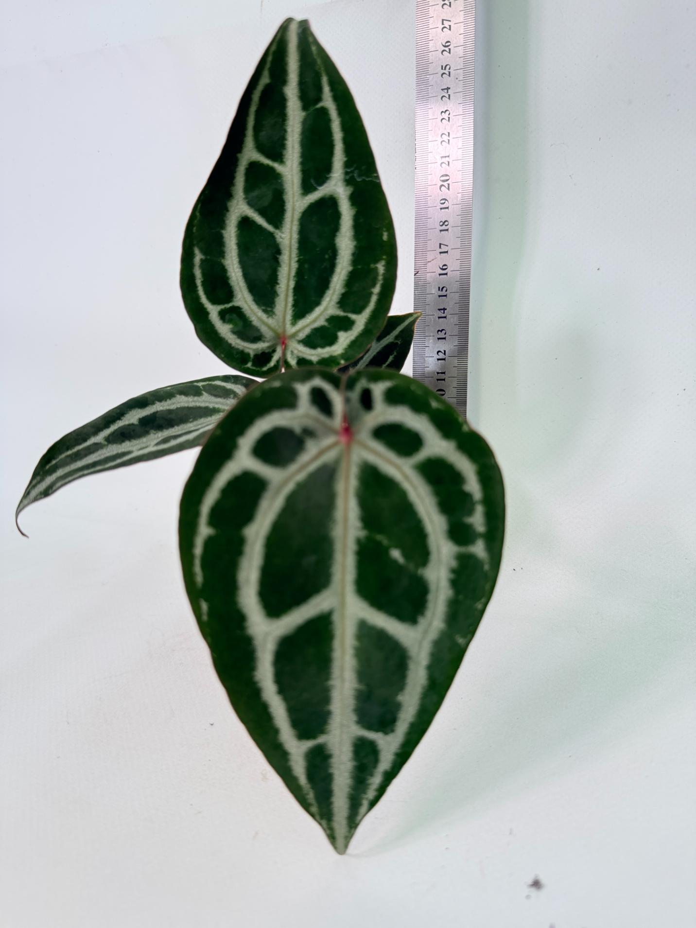 Anthurium Michelle 01