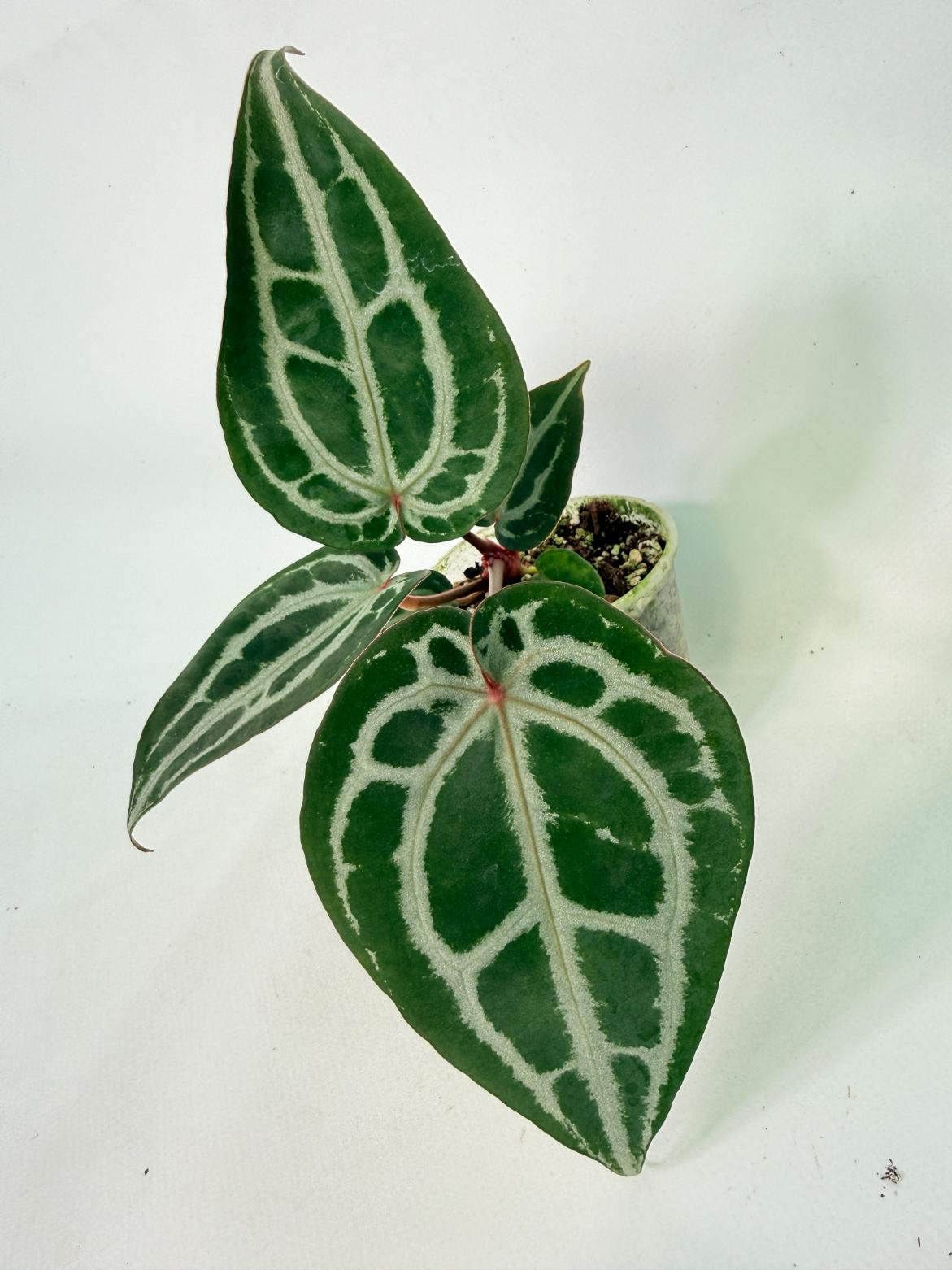 Anthurium Michelle 02