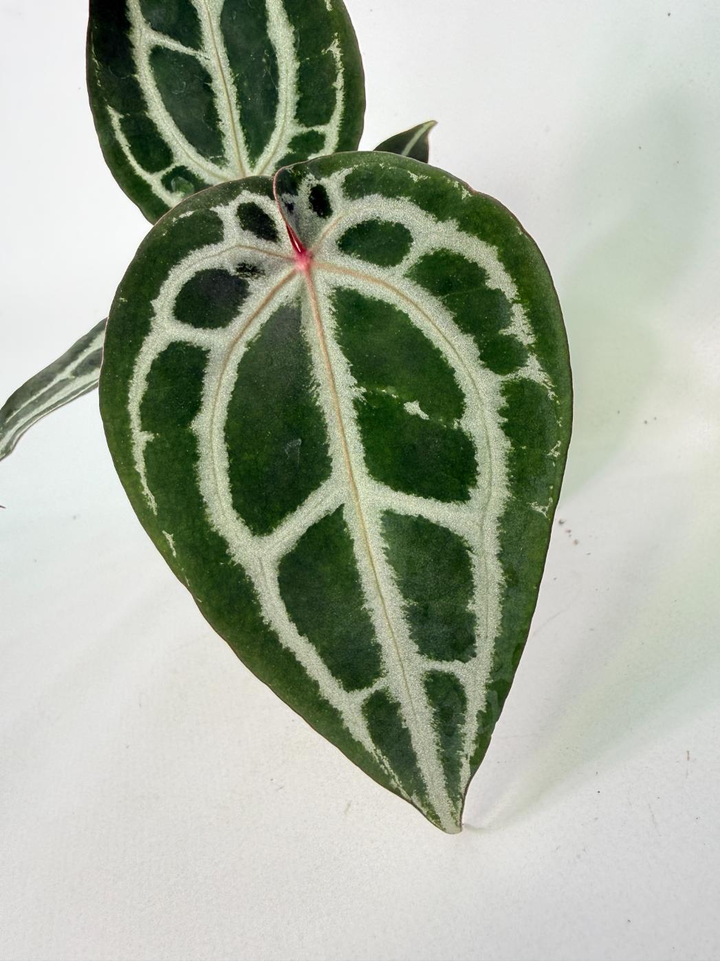 Anthurium Michelle 03