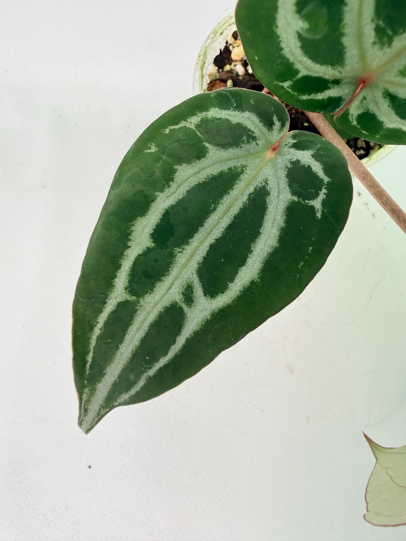 Anthurium Michelle 04