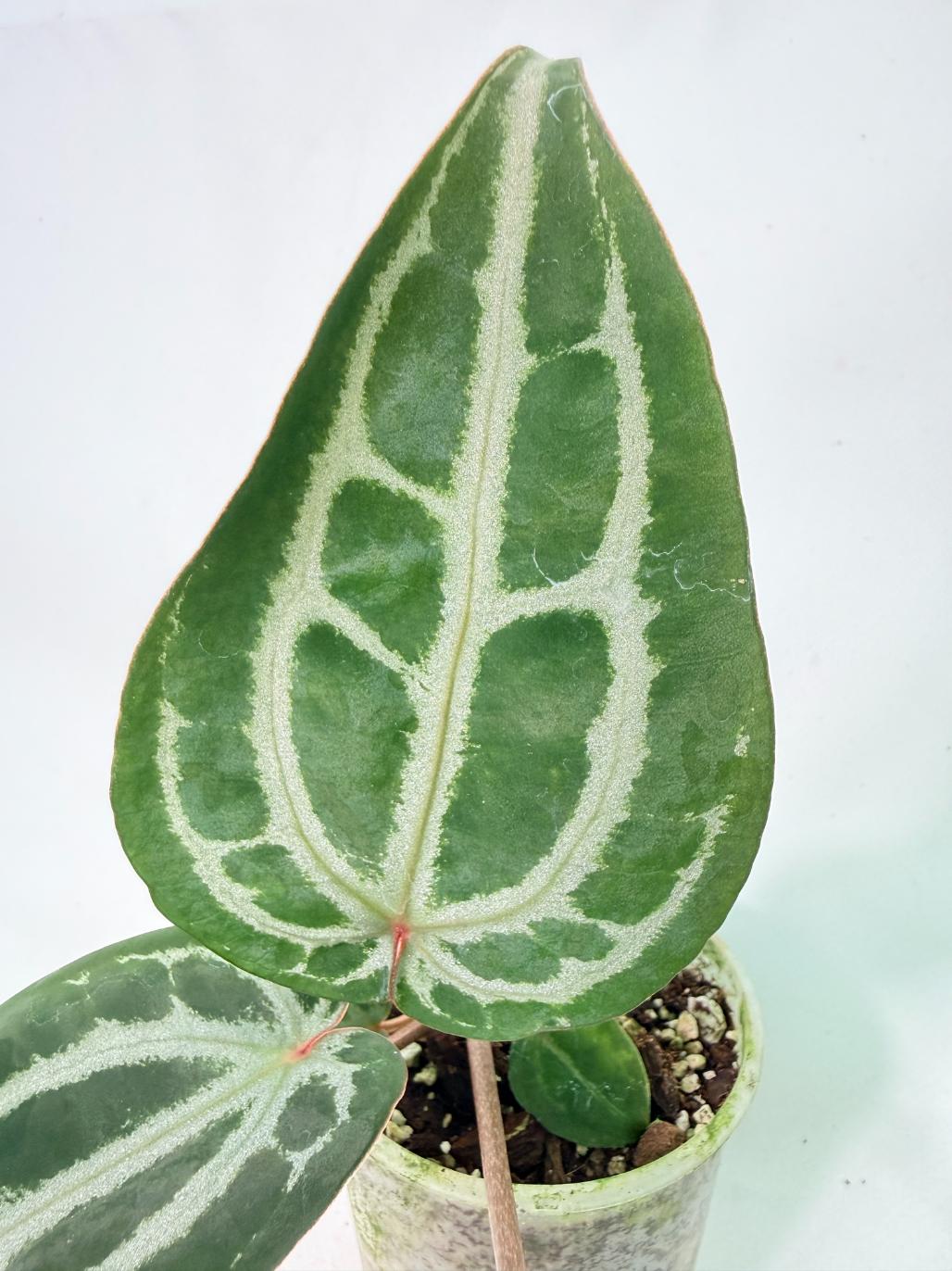 Anthurium Michelle 05